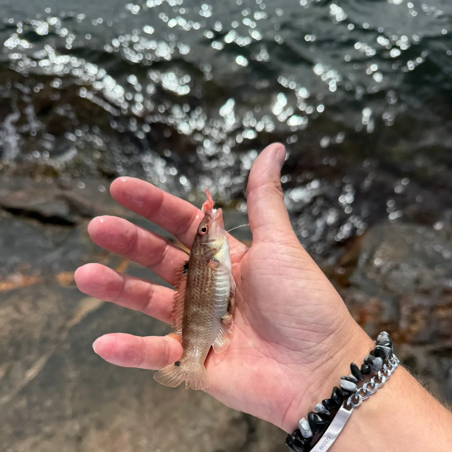 The most recent Goldsinny wrasse catches on Fishbrain