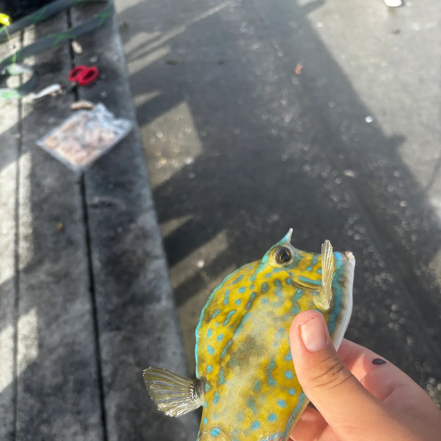 The most recent Scrawled cowfish catches on Fishbrain