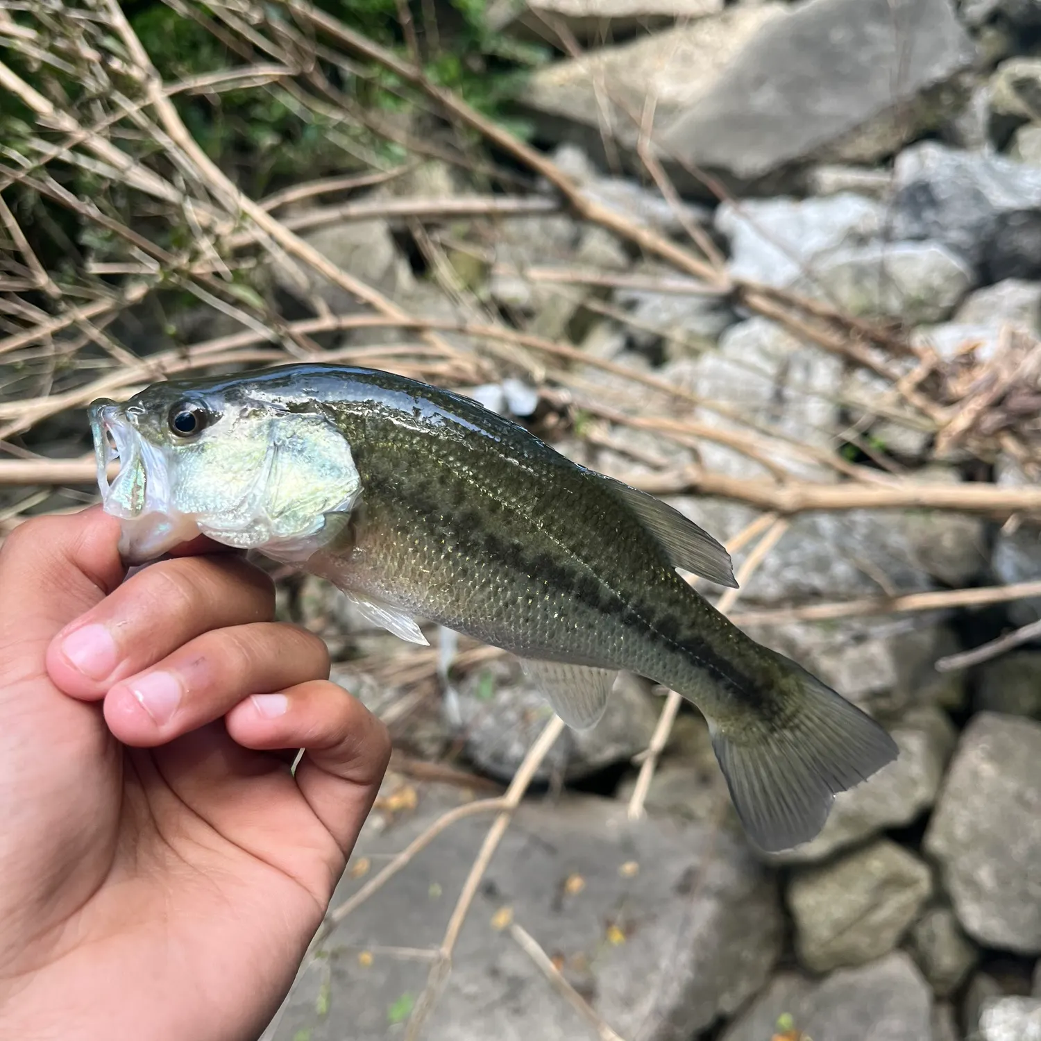 Largemouth bass caught on Fishbrain