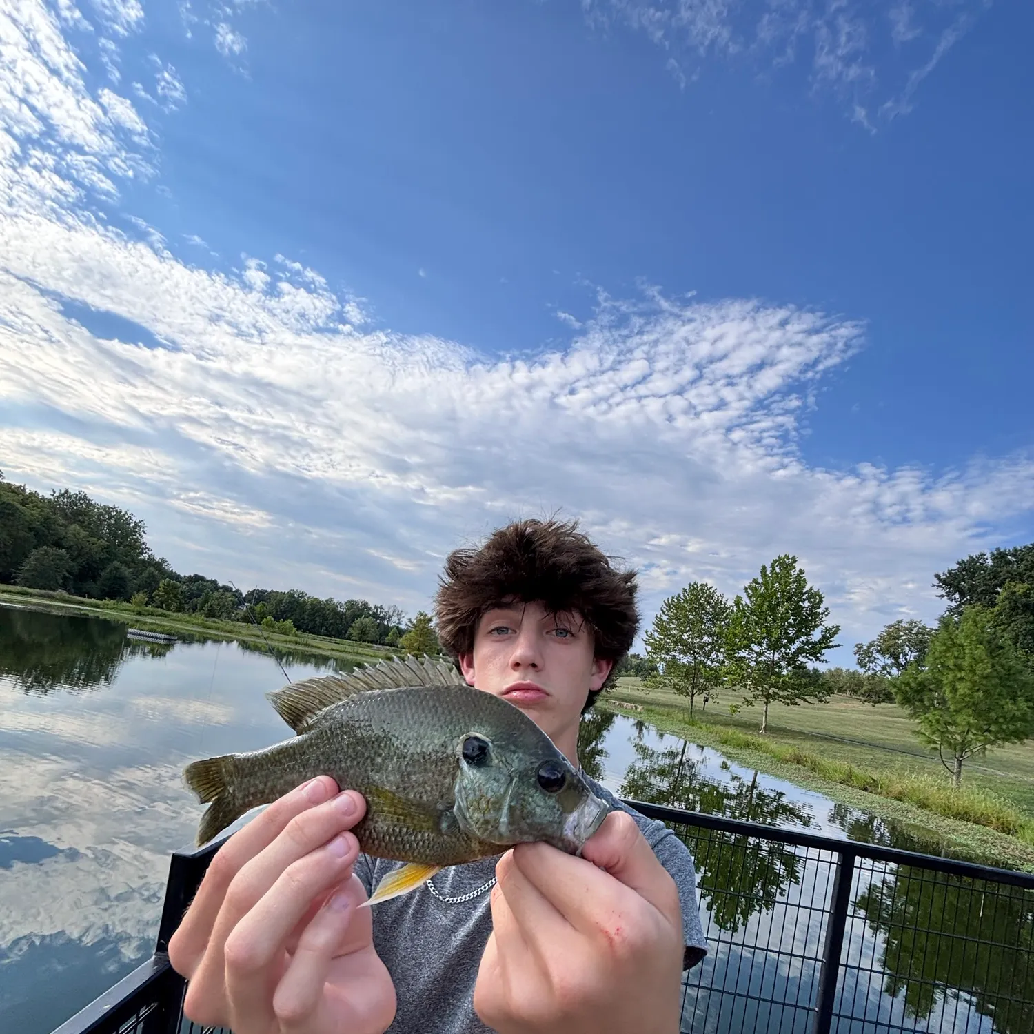 Bluegill caught on Fishbrain