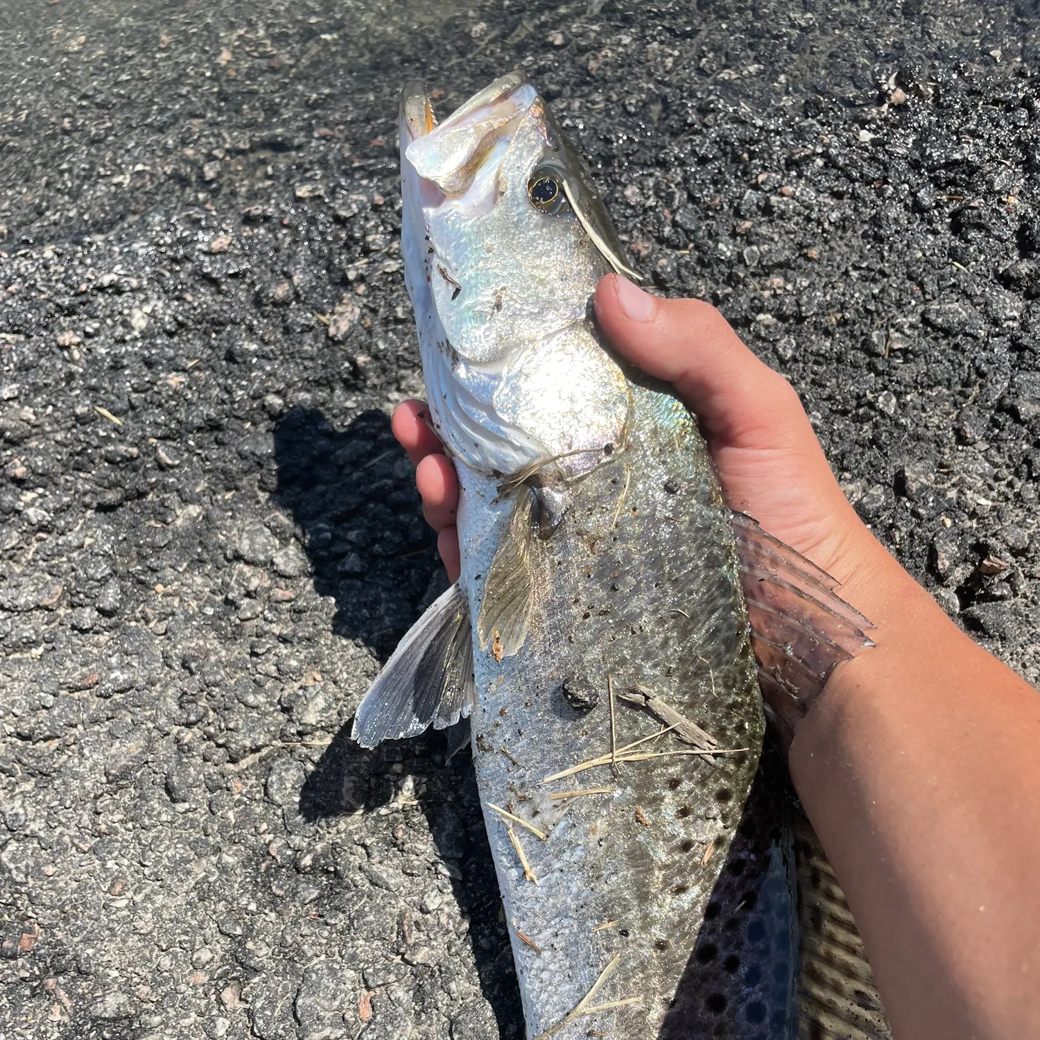Spotted seatrout caught on Fishbrain