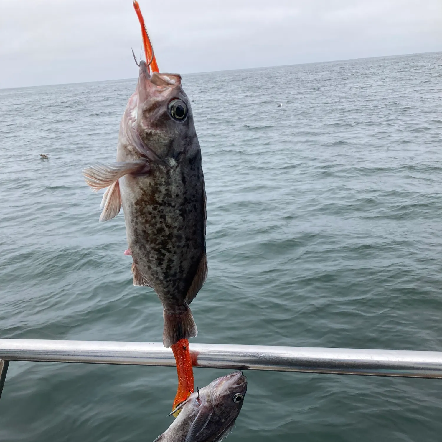 The most recent Deacon rockfish catches on Fishbrain