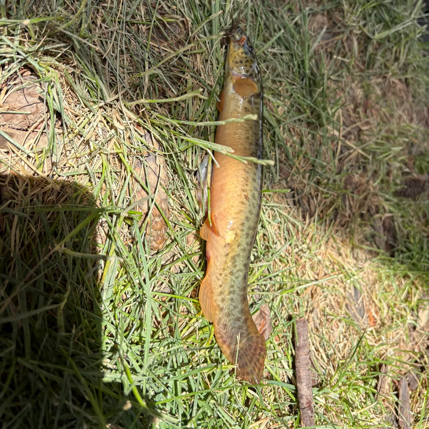The most recent Weatherloach catches on Fishbrain