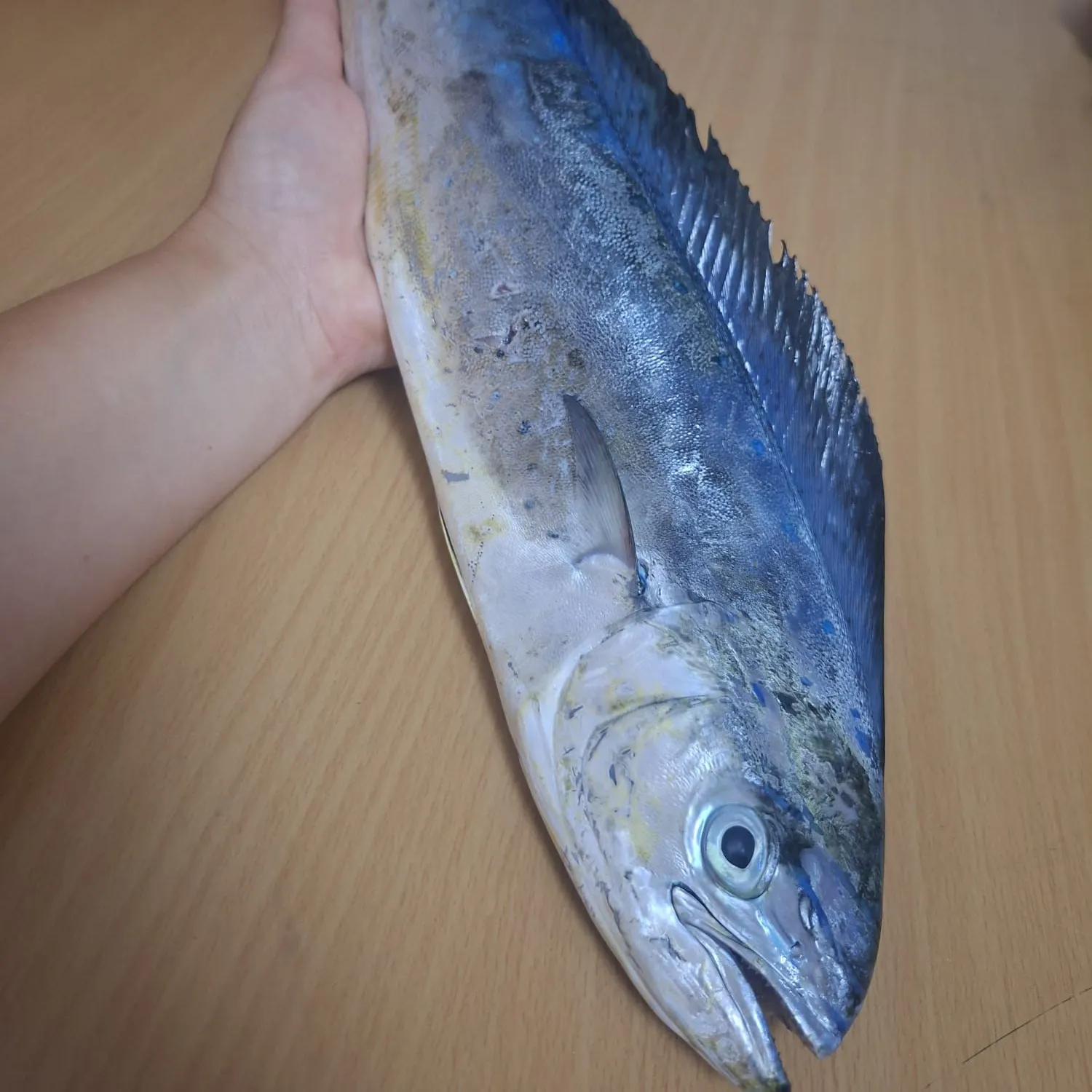 The most recent Common dolphinfish catches on Fishbrain