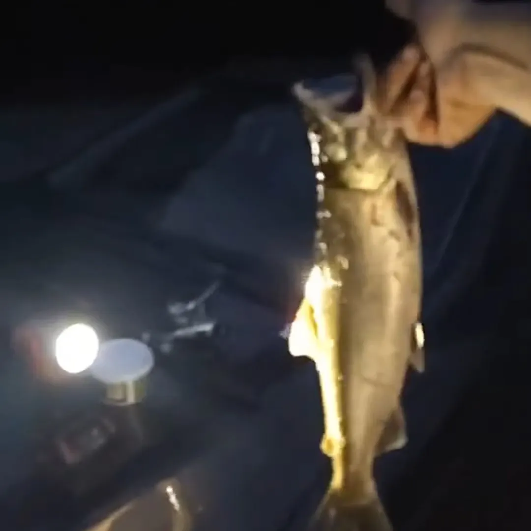 Coho salmon caught on Fishbrain