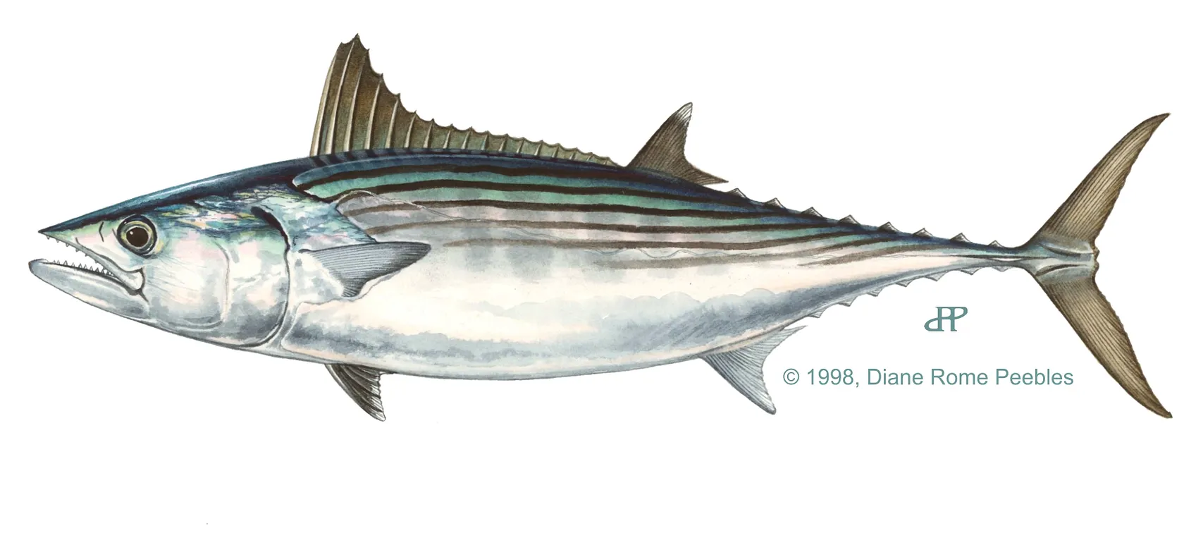 Eastern Pacific bonito