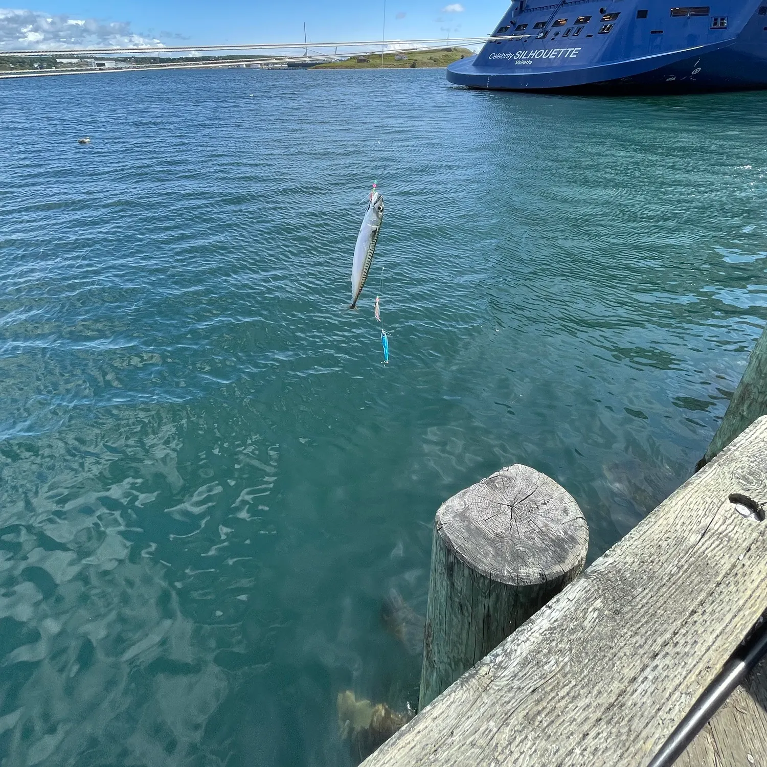The most recent Atlantic mackerel catches on Fishbrain