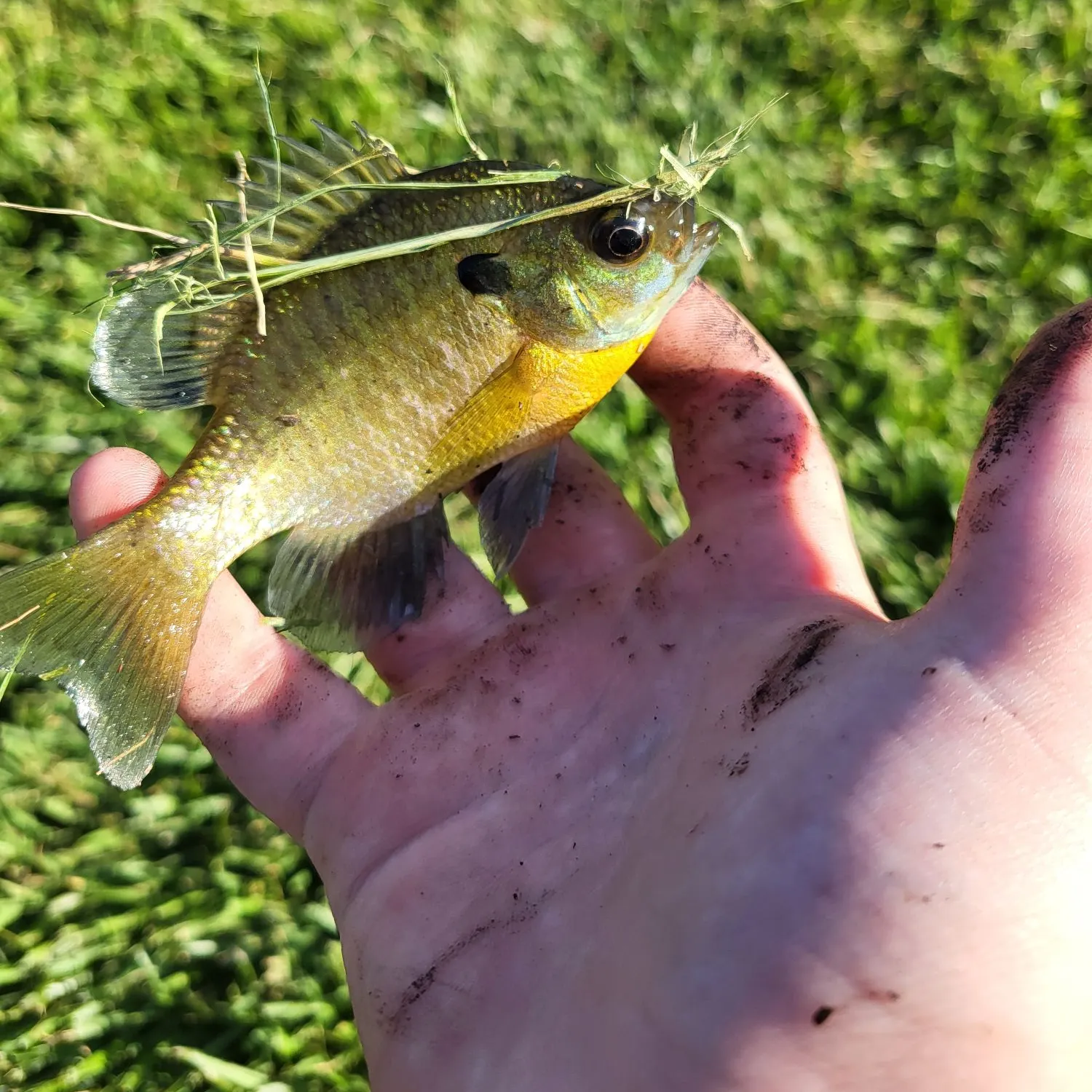 Bluegill caught on Fishbrain