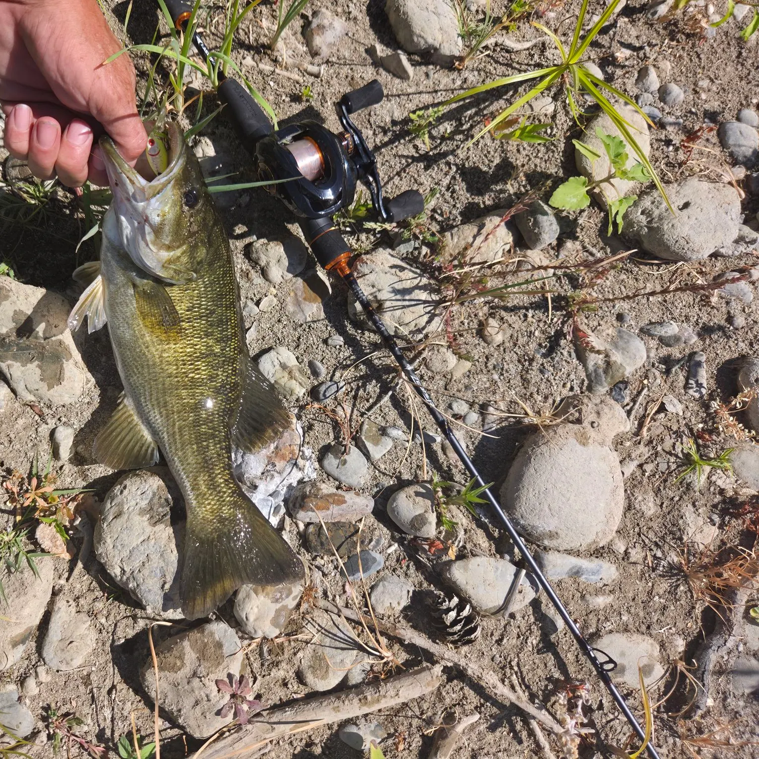 Smallmouth bass caught on Fishbrain