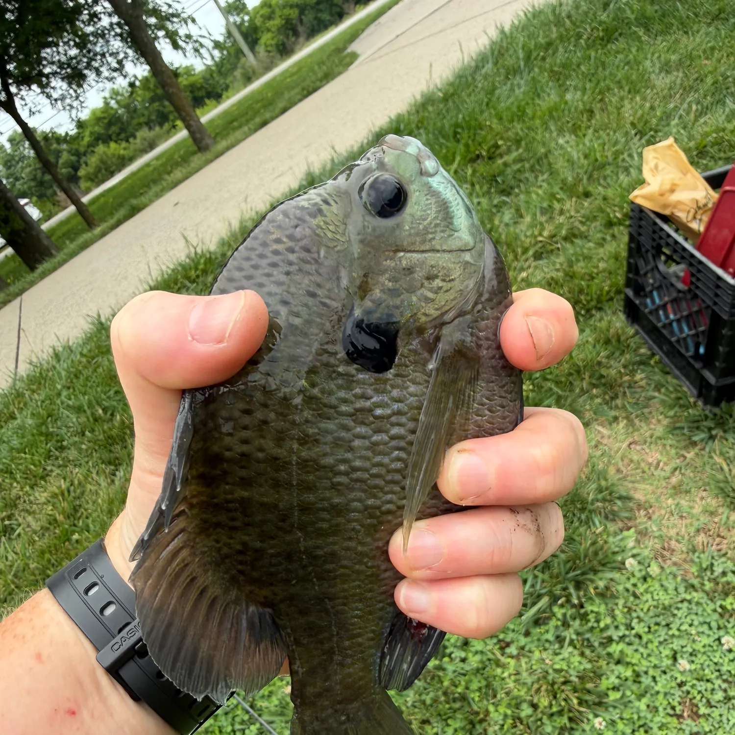 catch