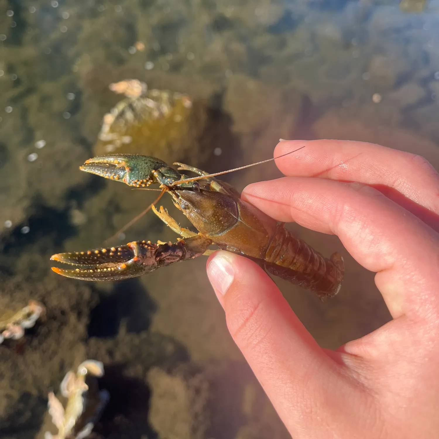 The most recent Signal crayfish catches on Fishbrain
