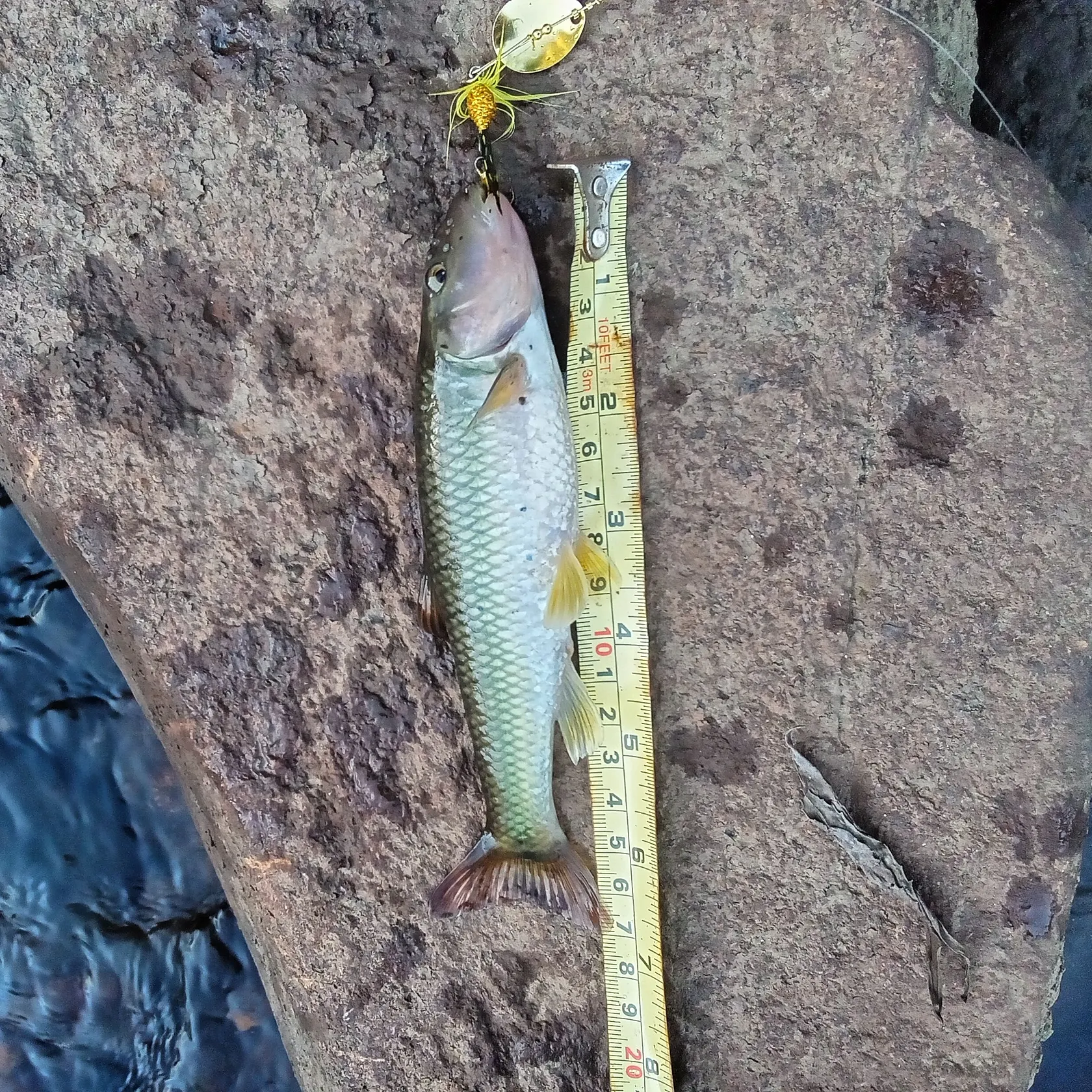 The most recent River chub catches on Fishbrain