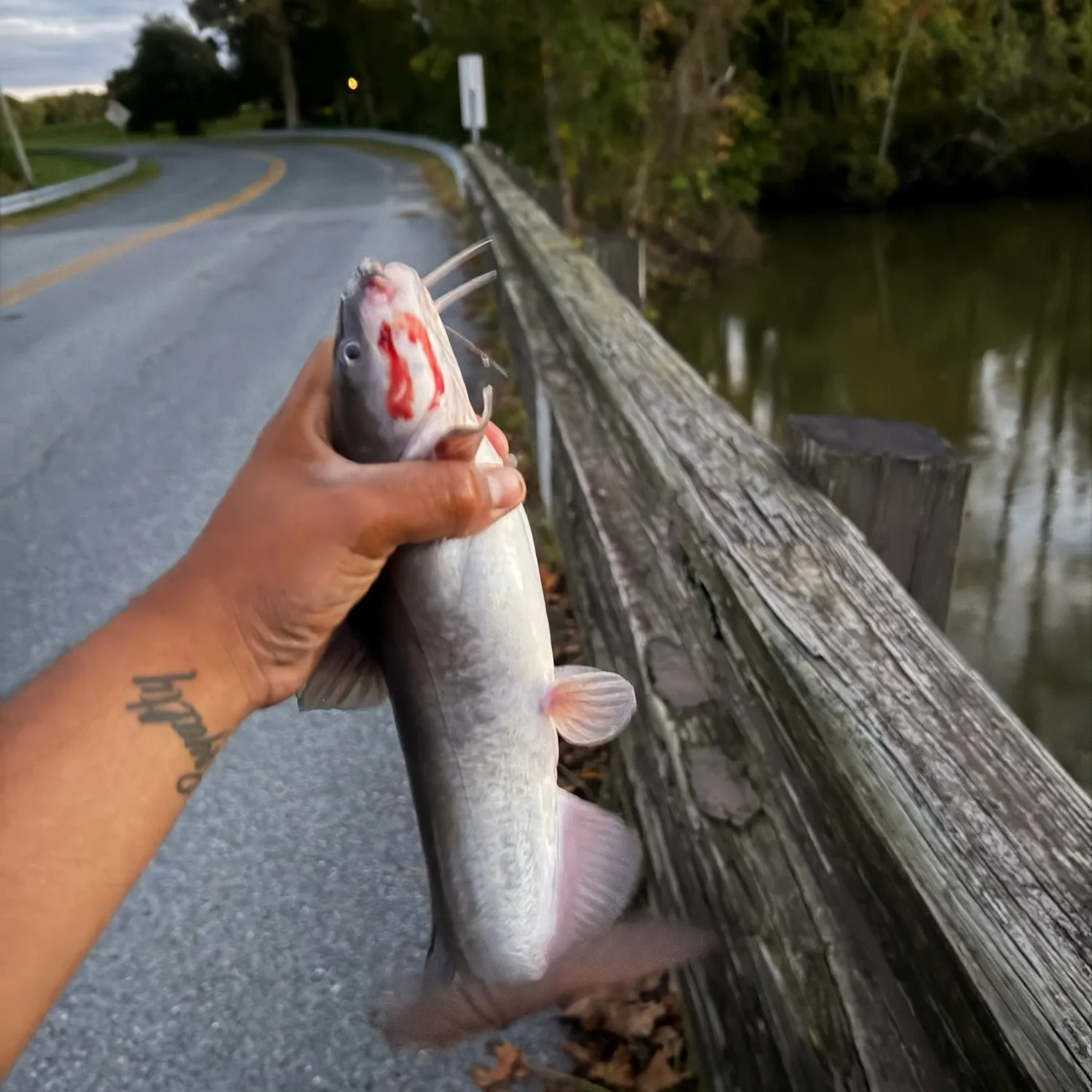Fish caught on Fishbrain