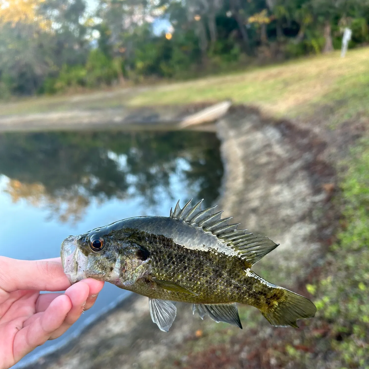 The most recent Bluegill catches on Fishbrain