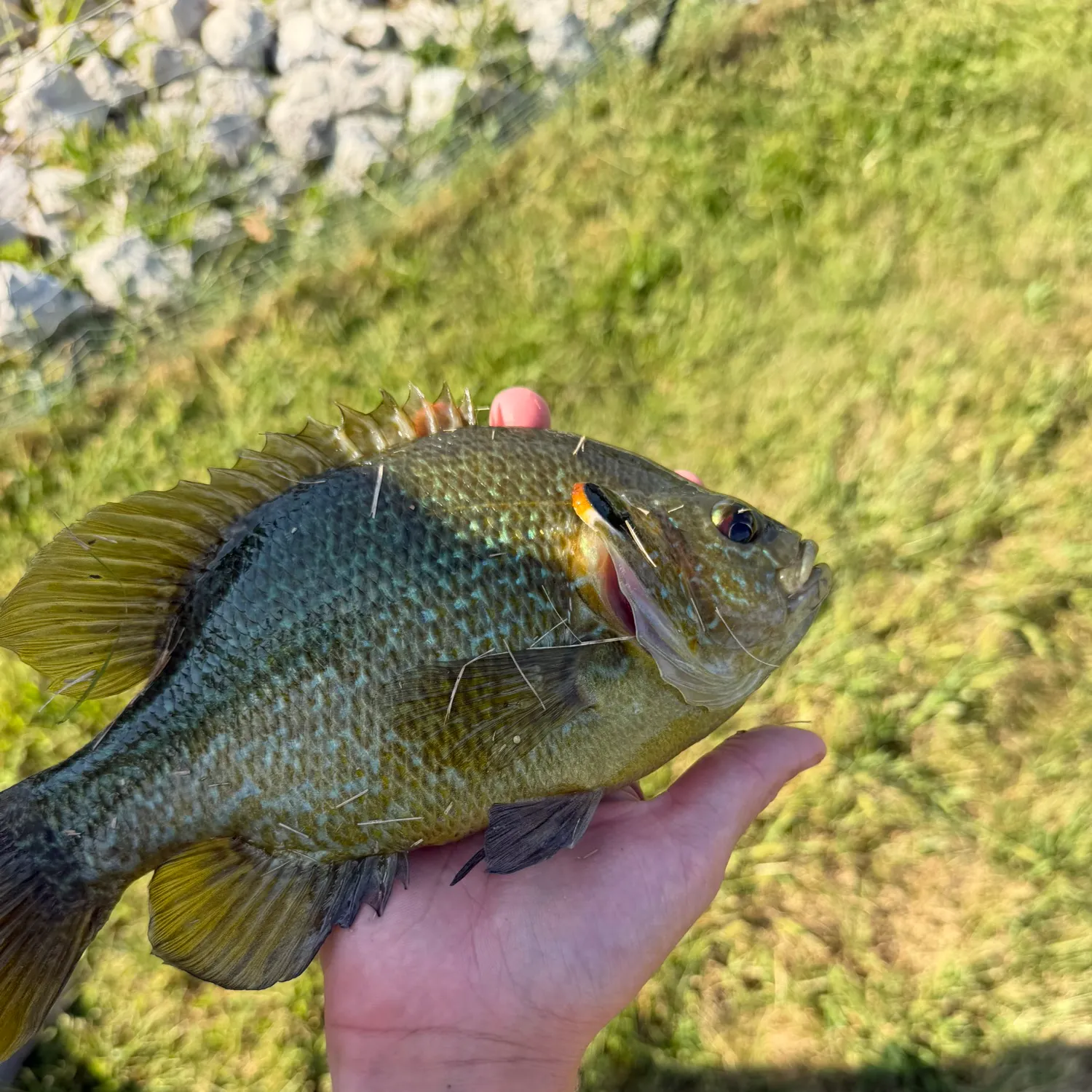 Greengill hybrid caught on Fishbrain