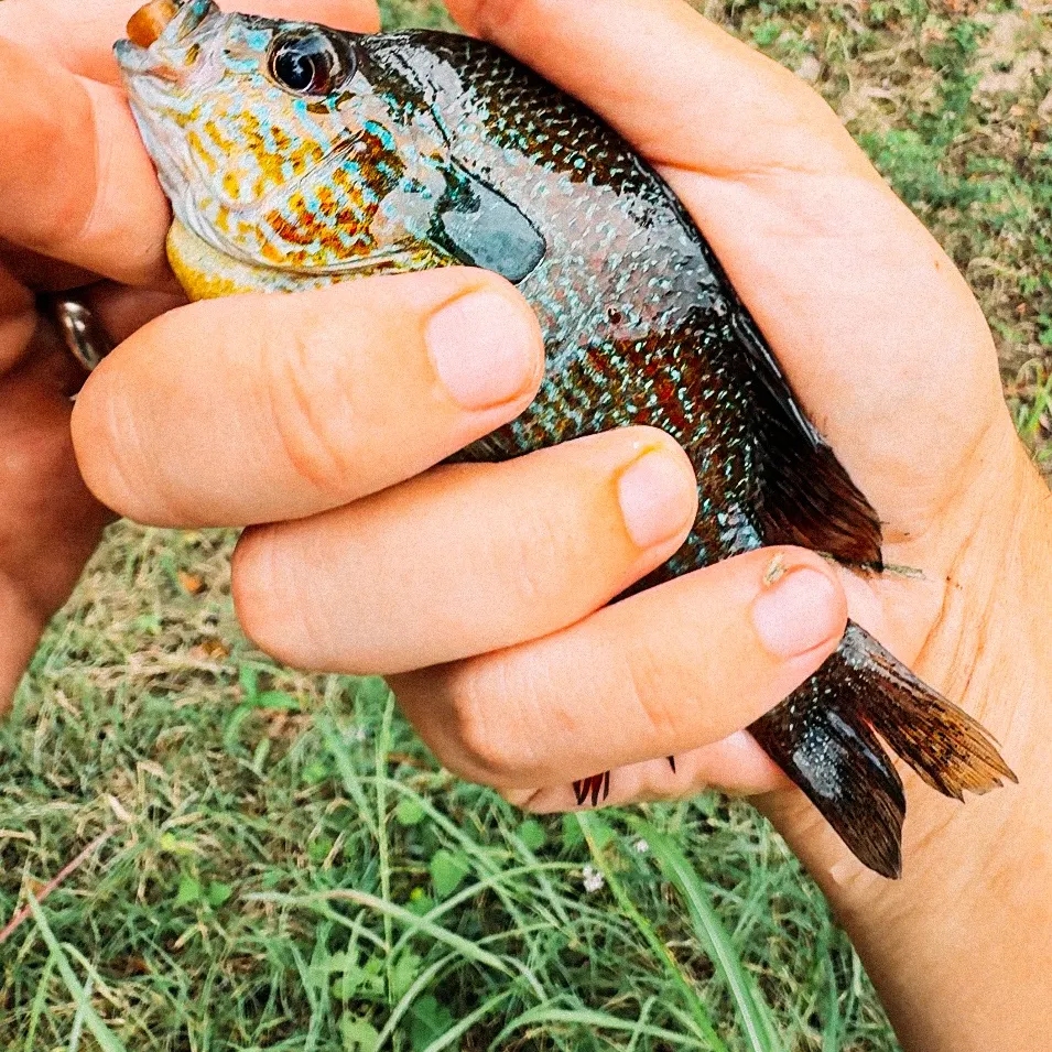 Longear sunfish caught on Fishbrain