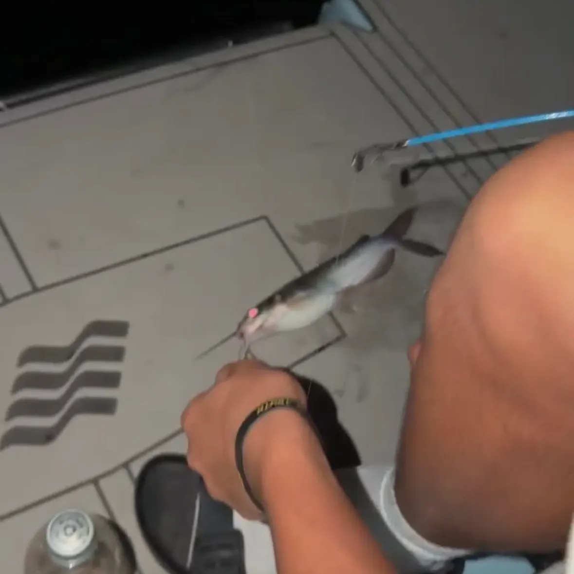 Channel catfish caught on Fishbrain