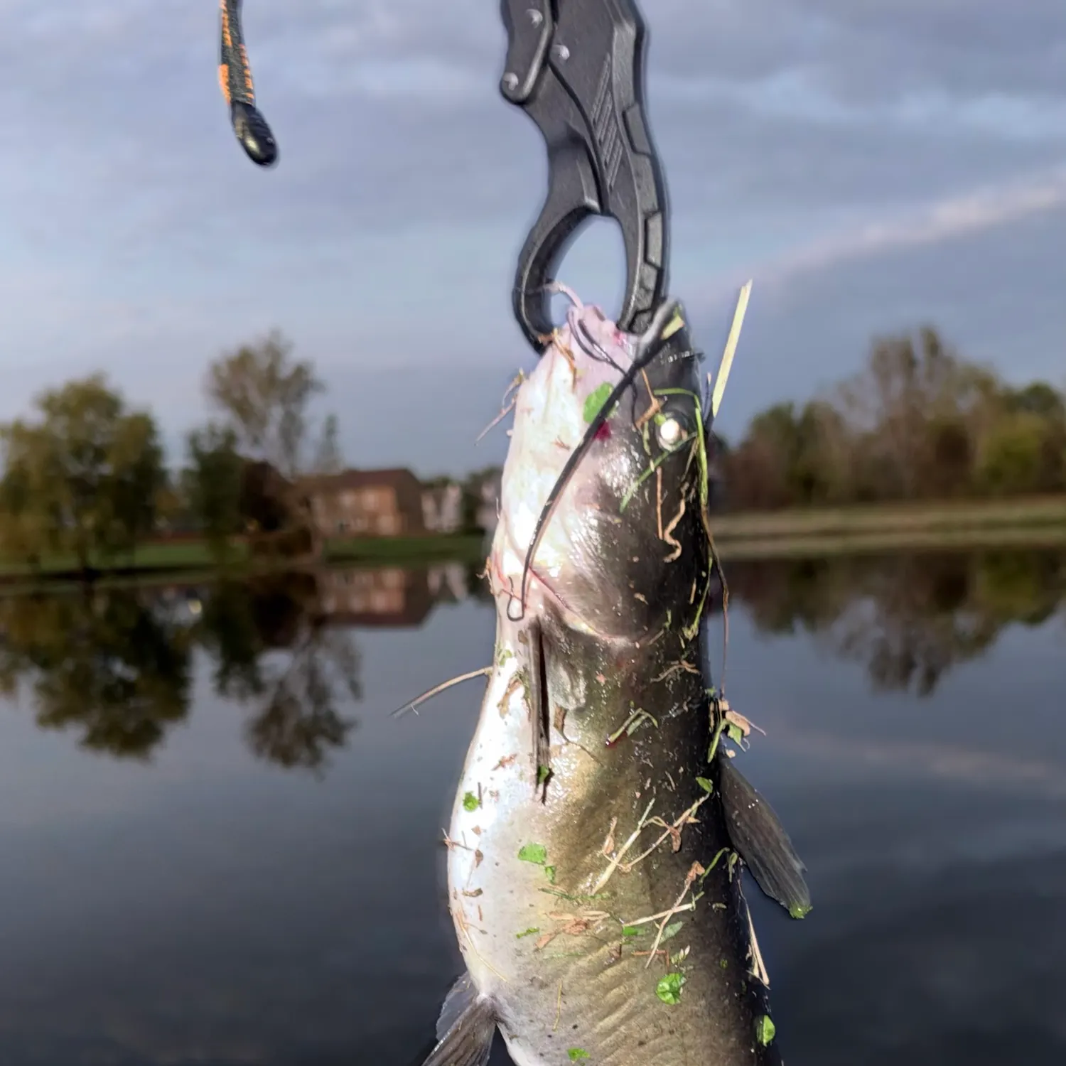 Channel catfish caught on Fishbrain