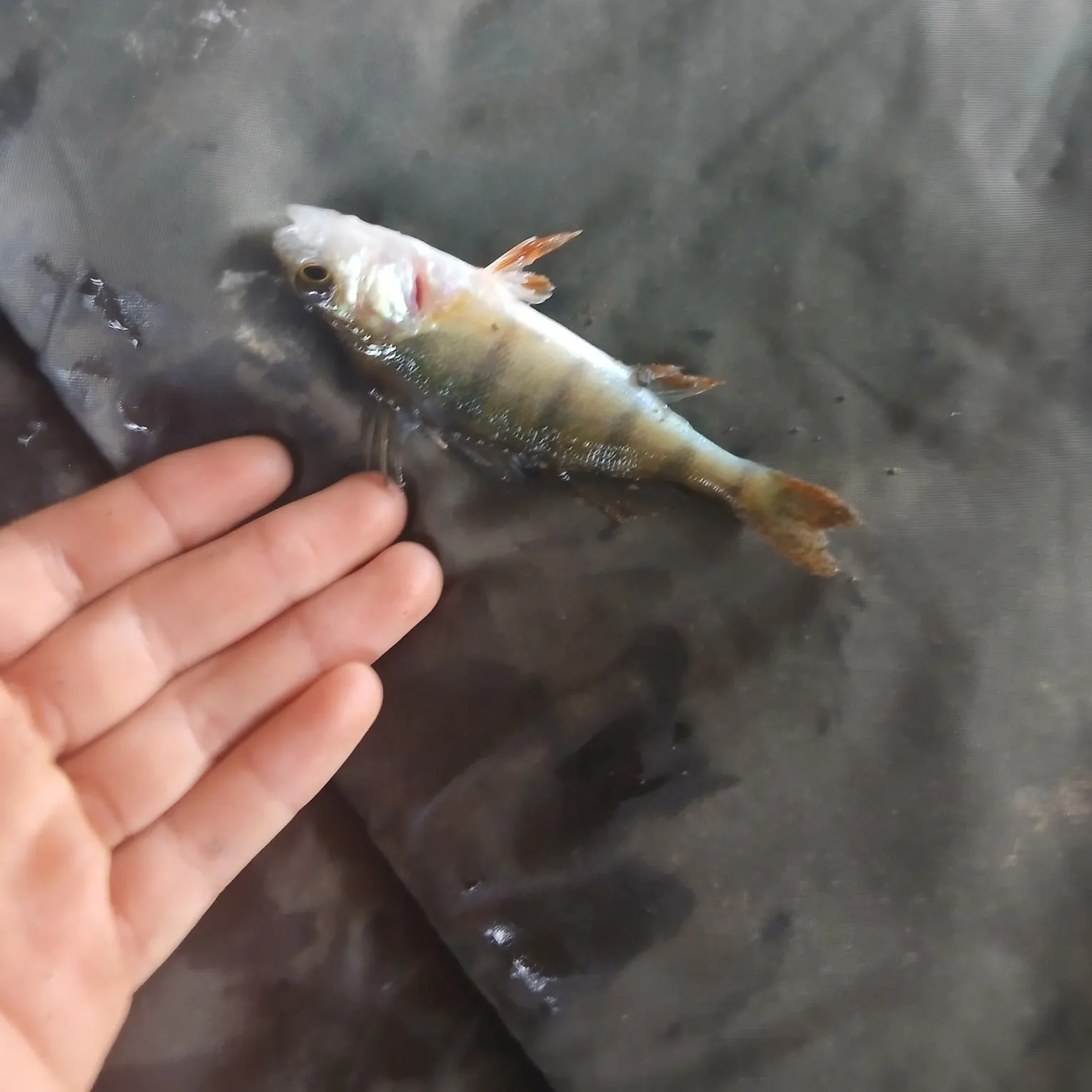 European perch caught on Fishbrain