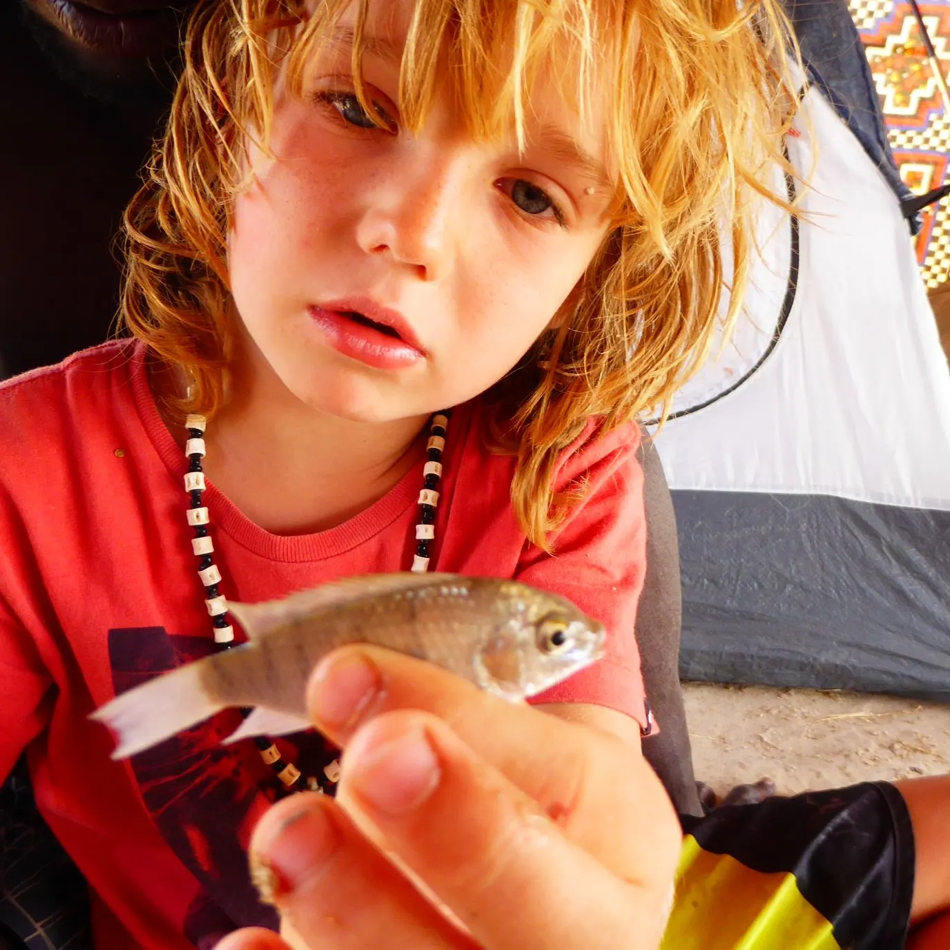 The most recent Blackchin tilapia catches on Fishbrain
