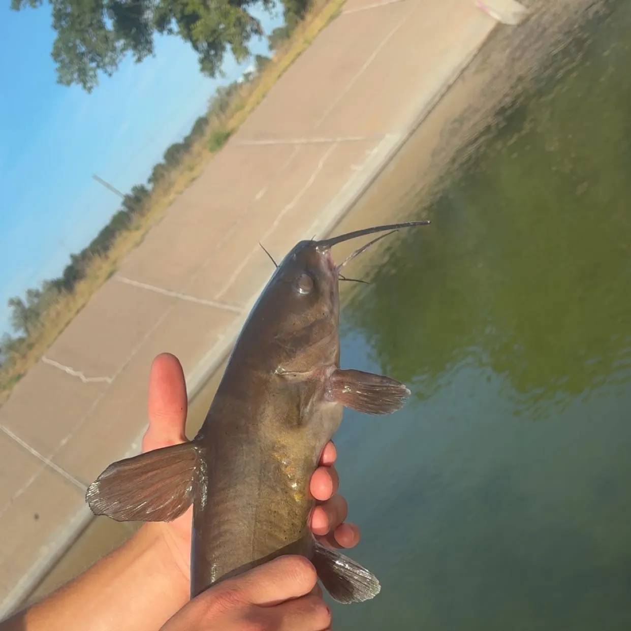 Channel catfish caught on Fishbrain