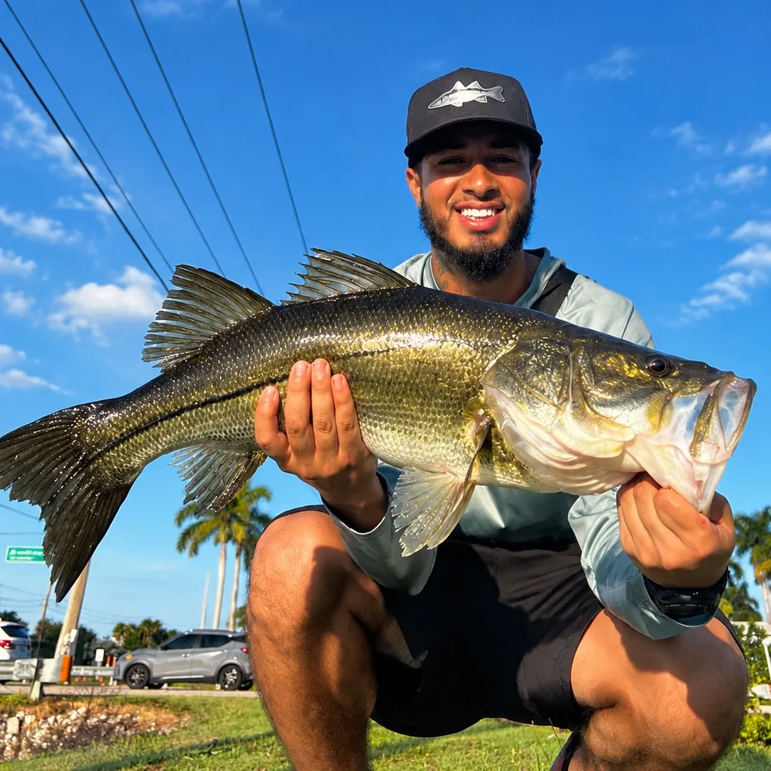 Fat snook caught on Fishbrain