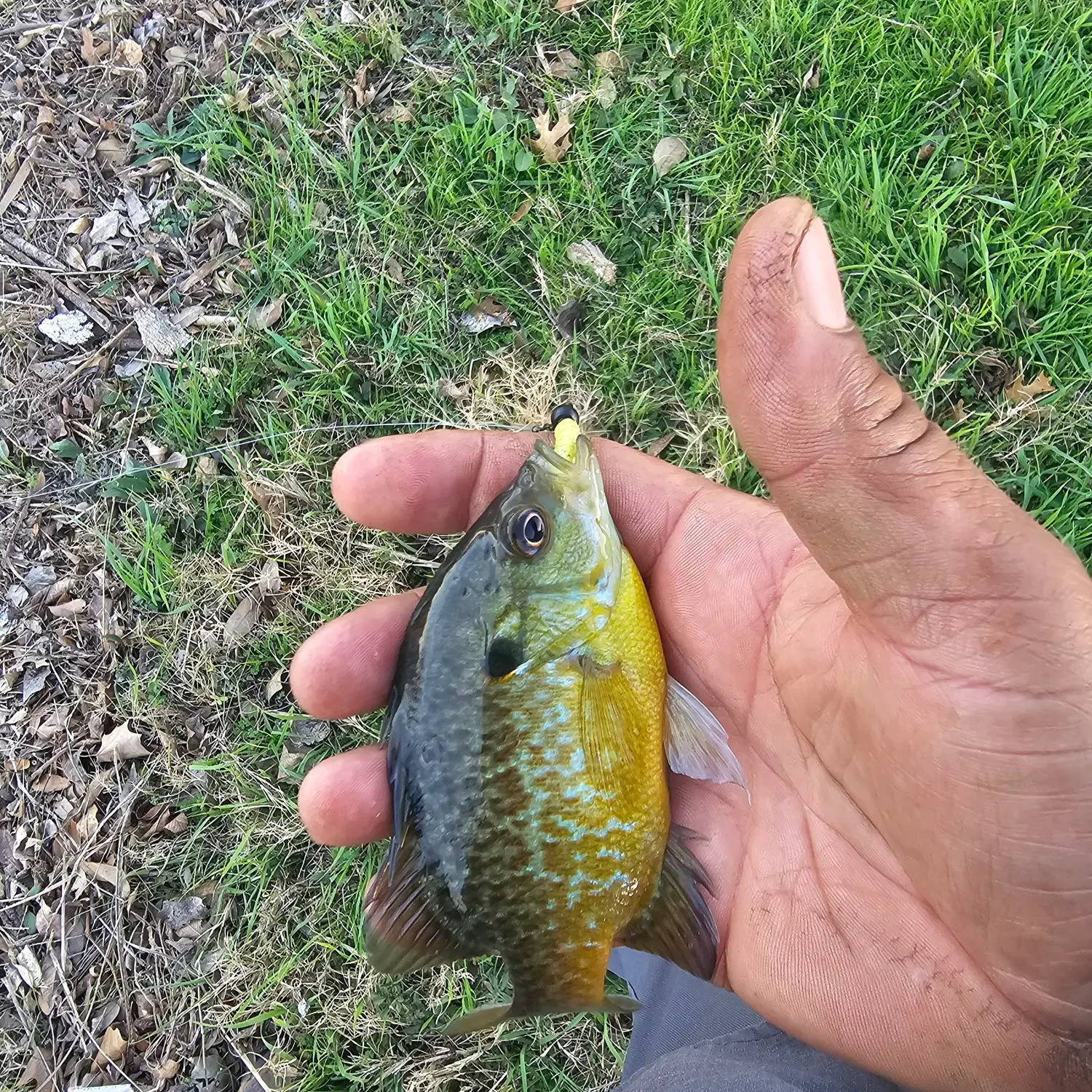 The most recent Longear sunfish catches on Fishbrain