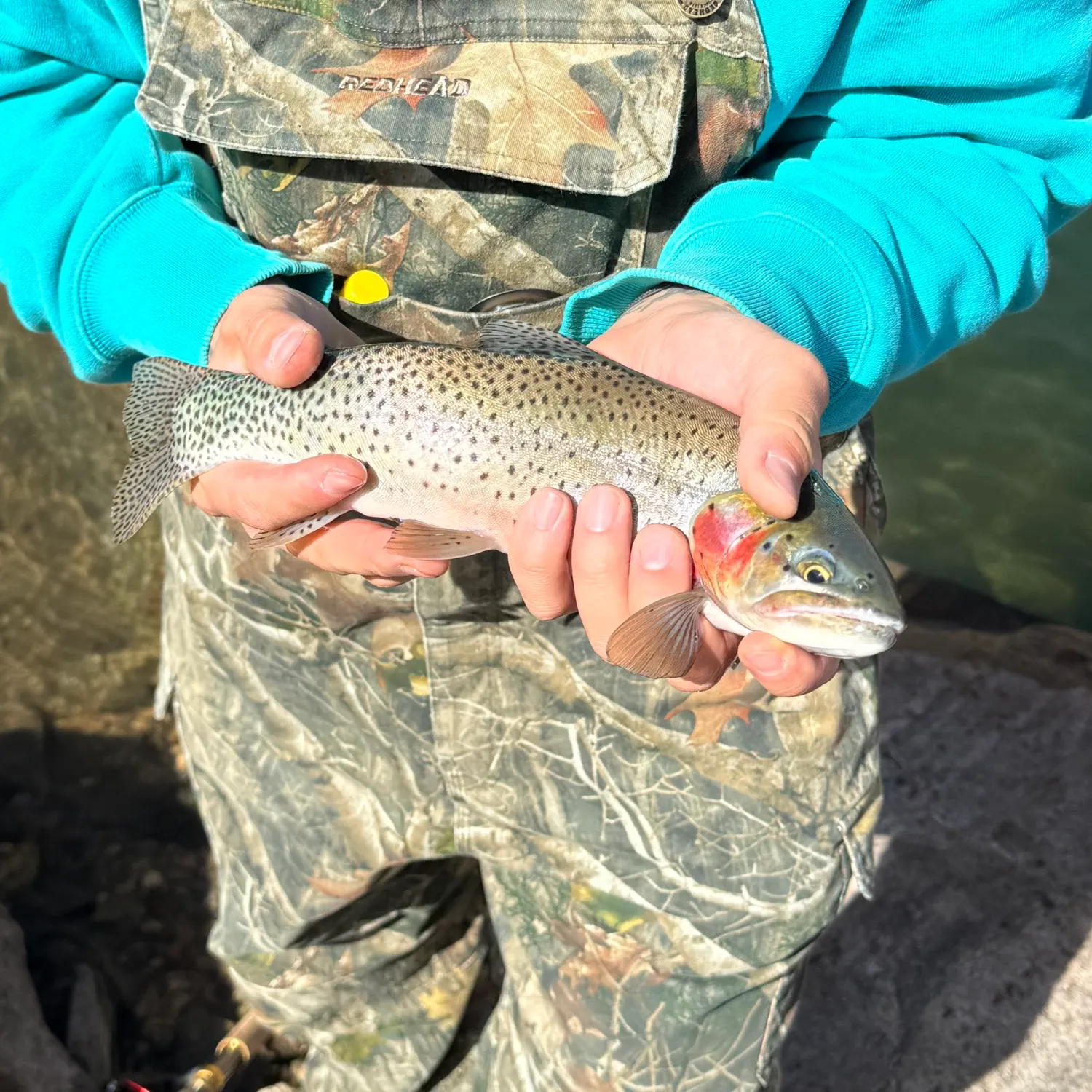 Cutthroat trout caught on Fishbrain