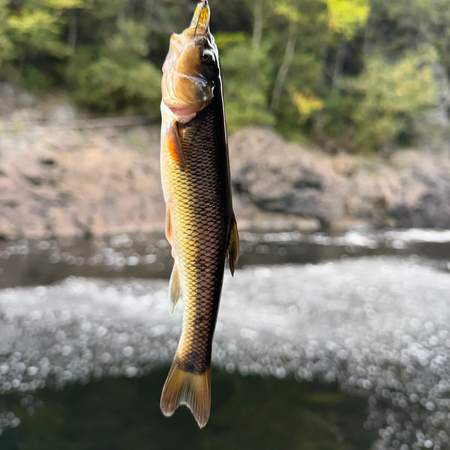 Fallfish caught on Fishbrain