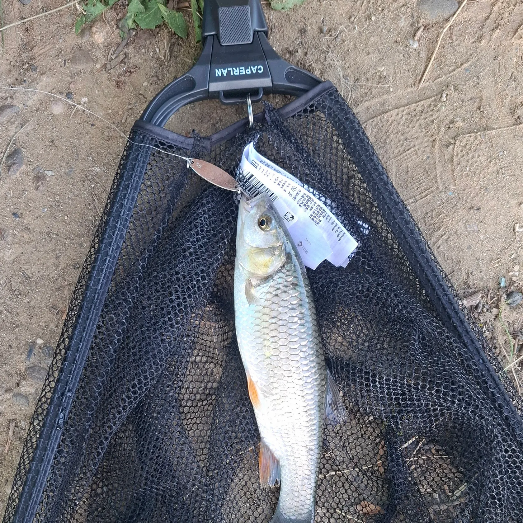 European chub caught on Fishbrain