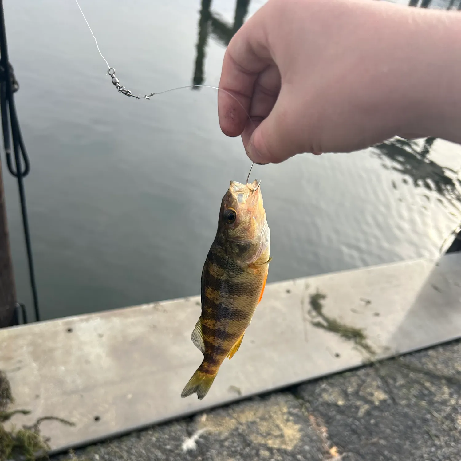 Yellow perch caught on Fishbrain