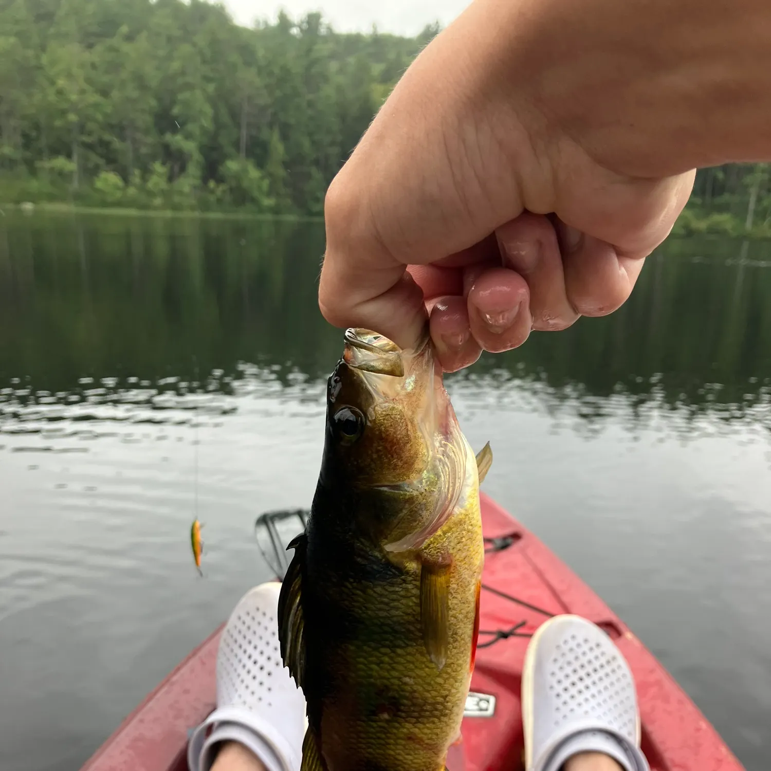 Yellow perch caught on Fishbrain