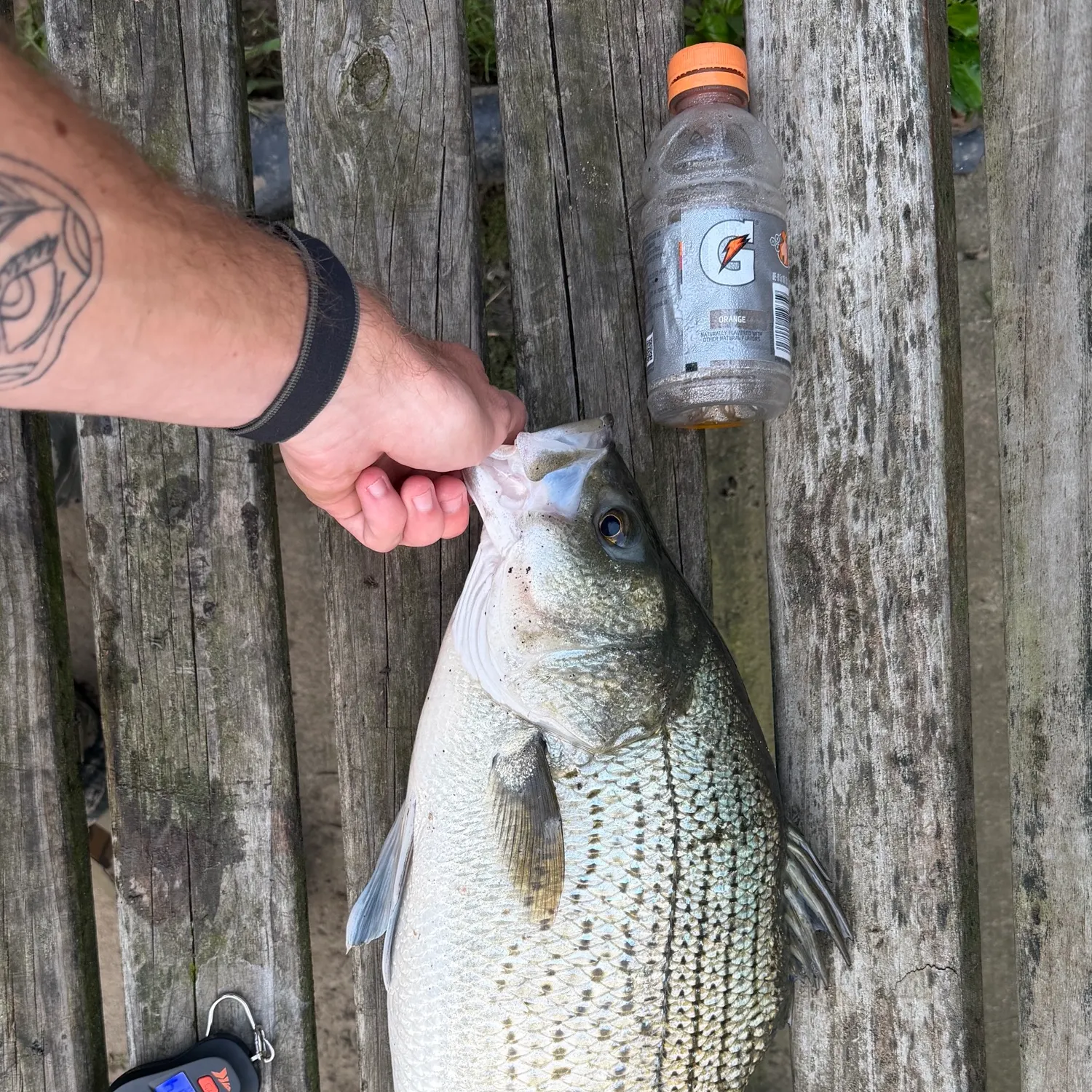 Wiper caught on Fishbrain