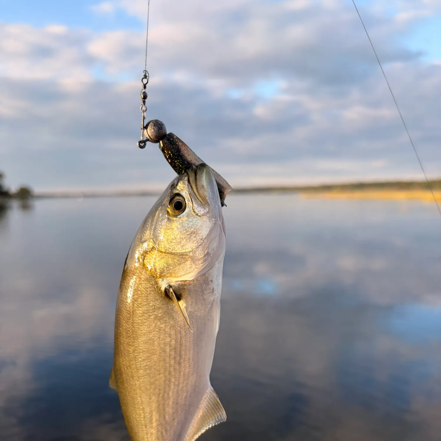 Bluefish caught on Fishbrain