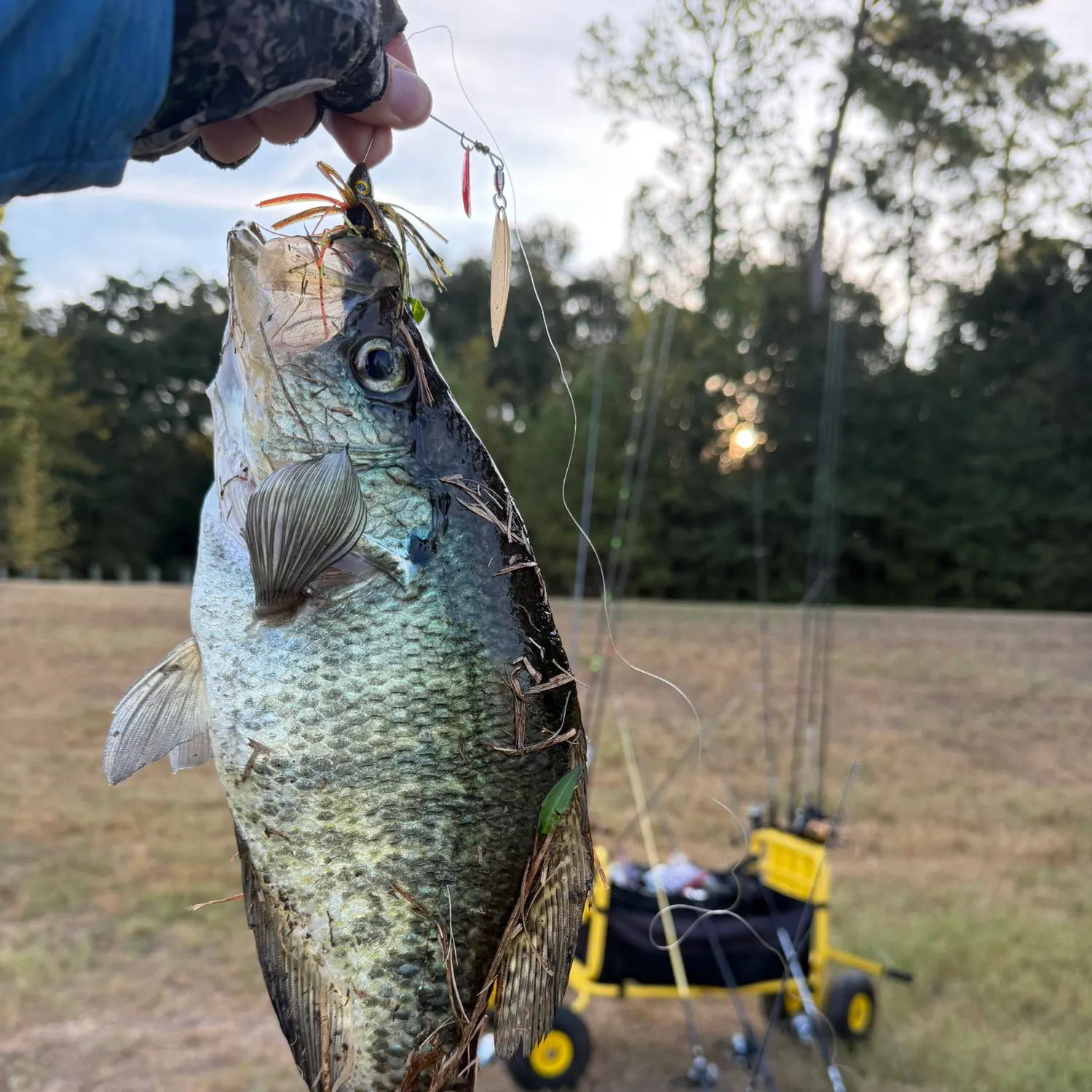 White crappie caught on Fishbrain