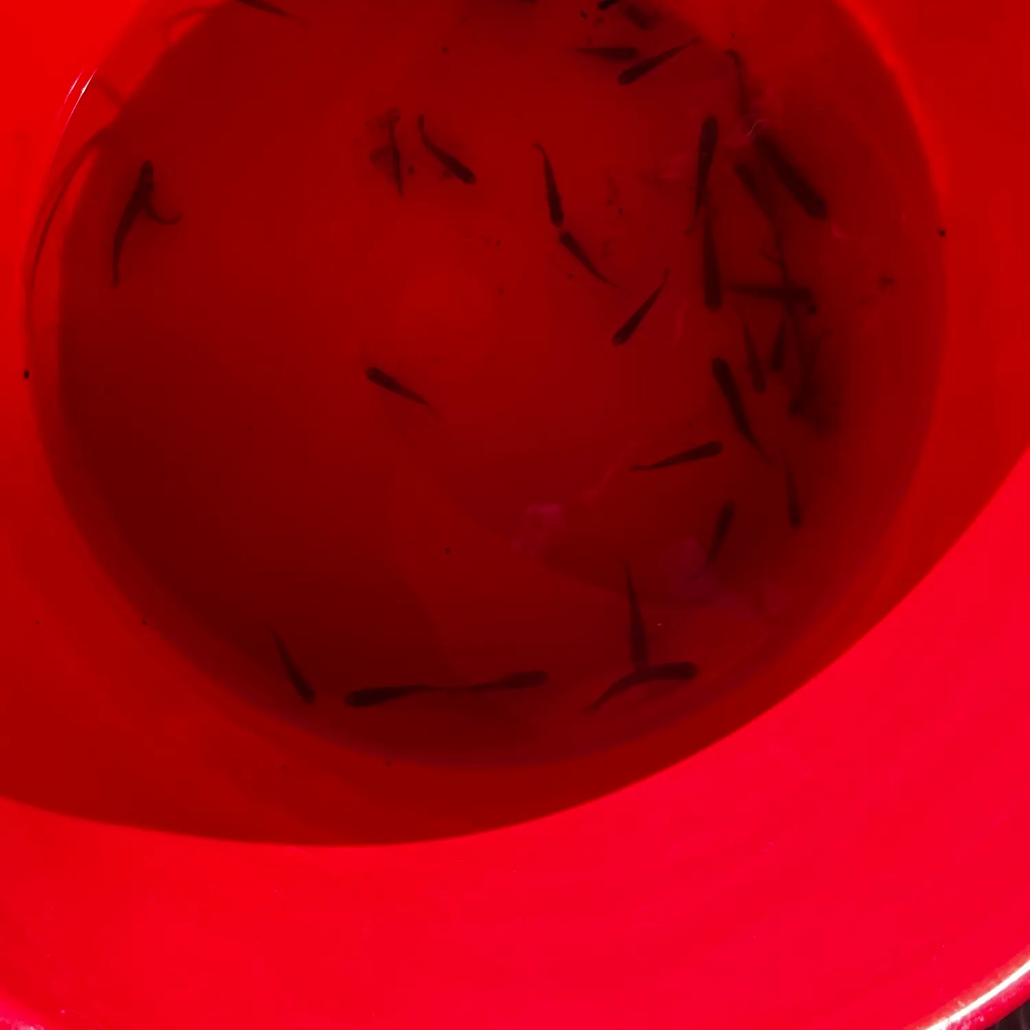 The most recent Golden topminnow catches on Fishbrain