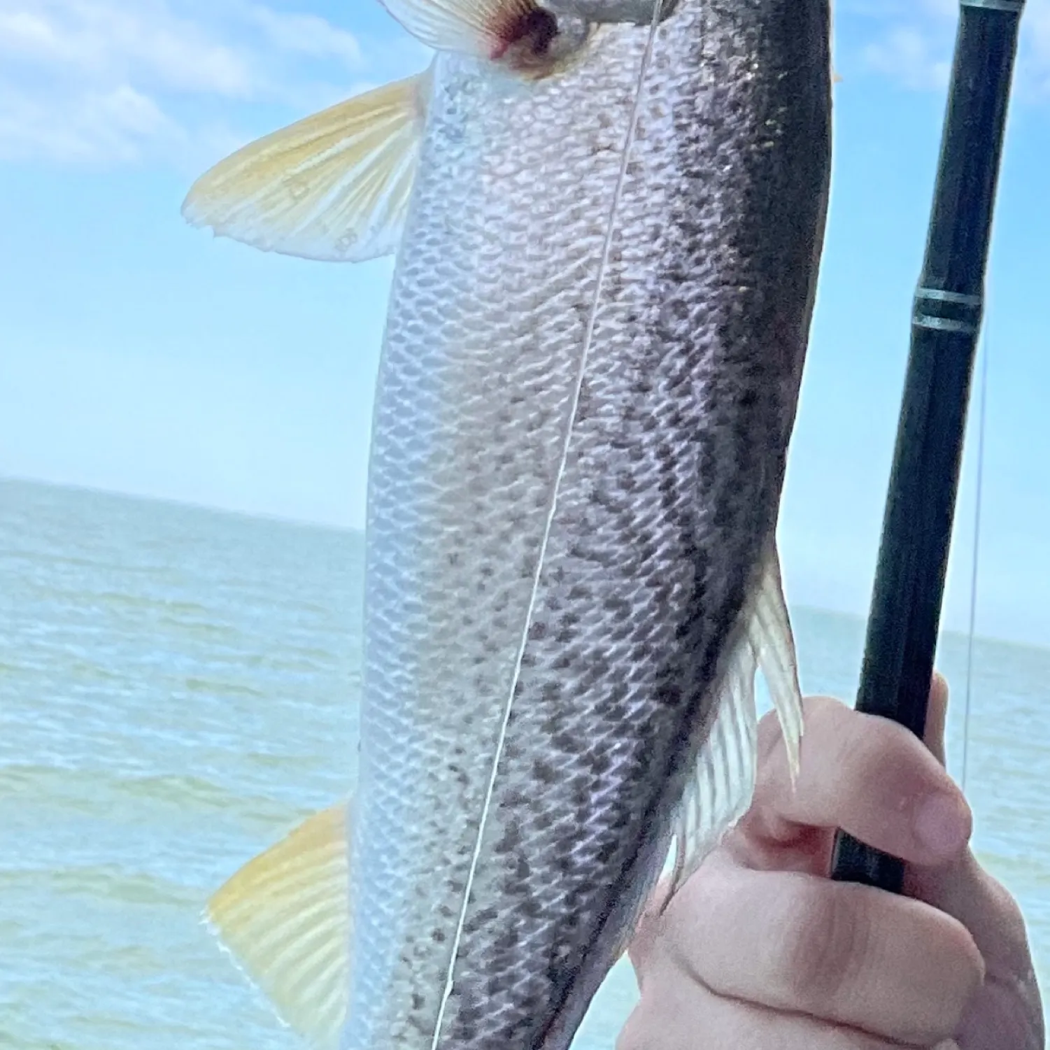 angler catch