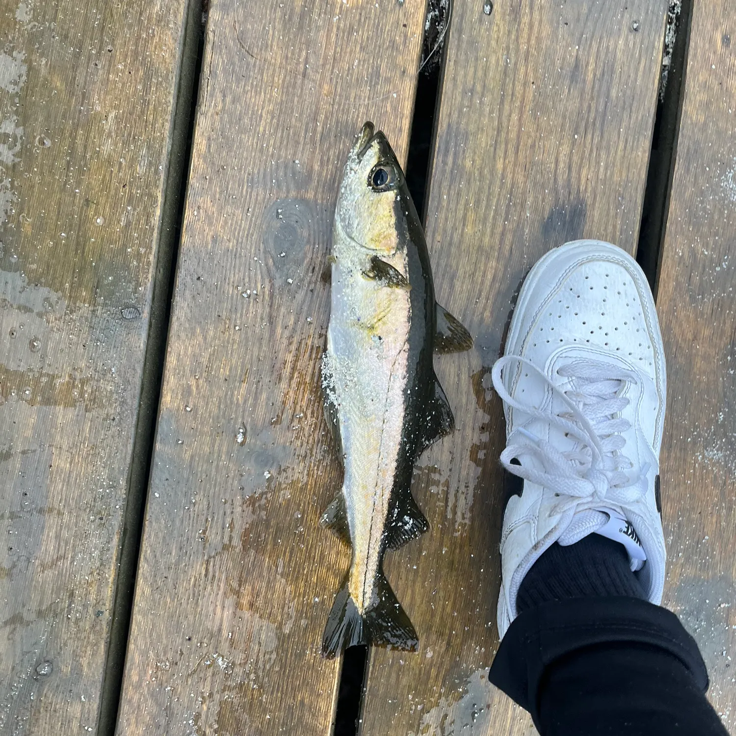 Pollack caught on Fishbrain