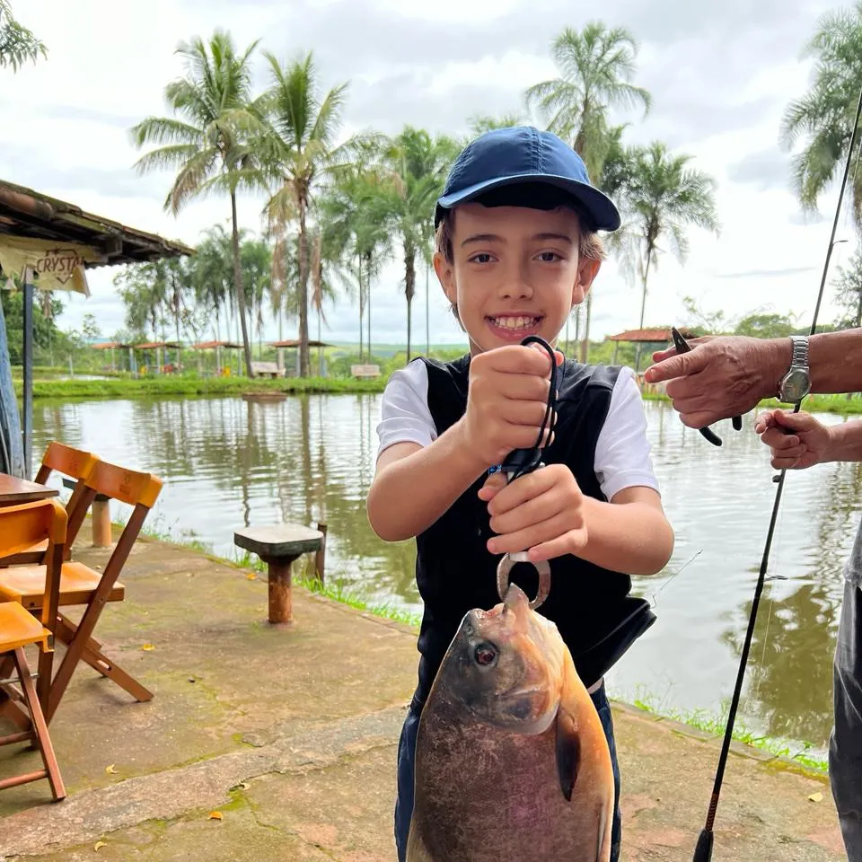 The most recent Red-bellied pacu catches on Fishbrain