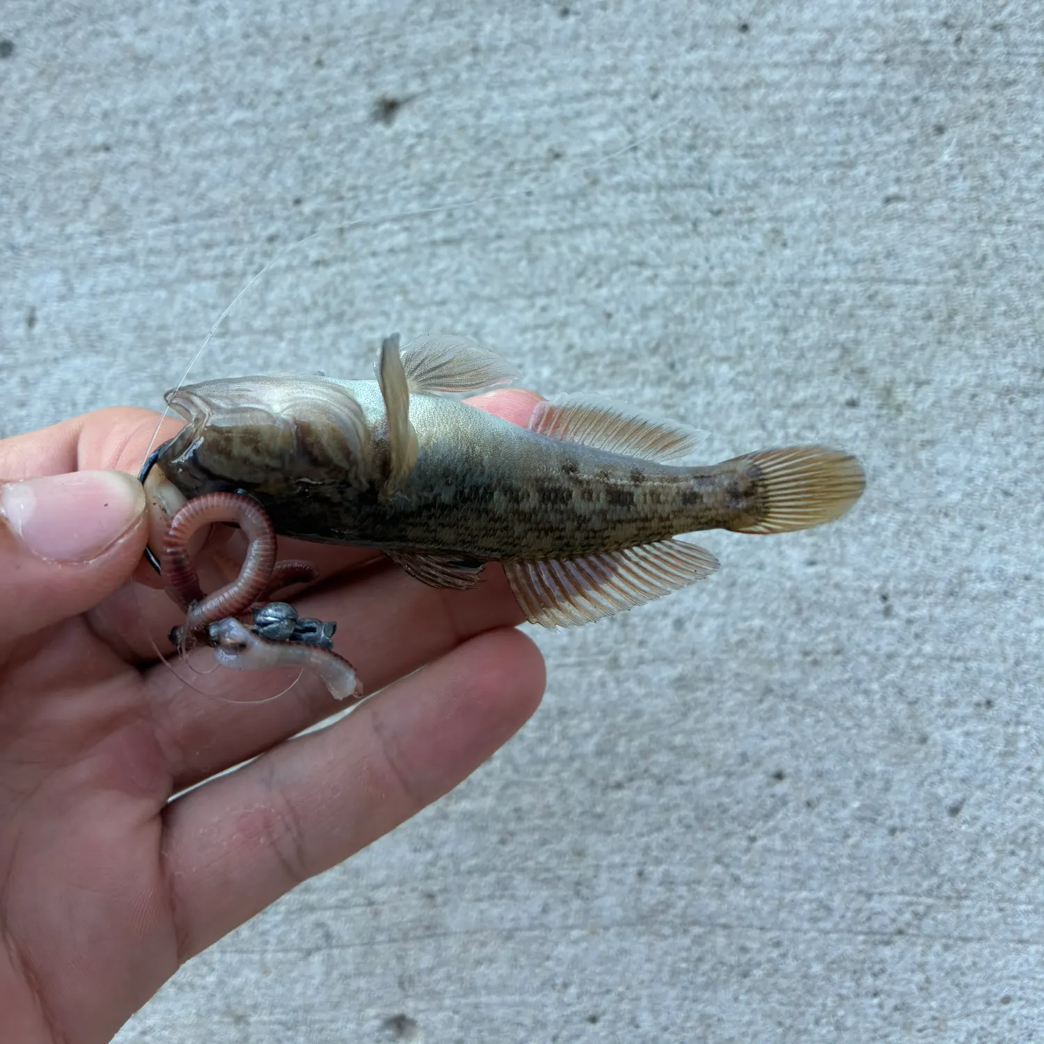 The most recent Round goby catches on Fishbrain