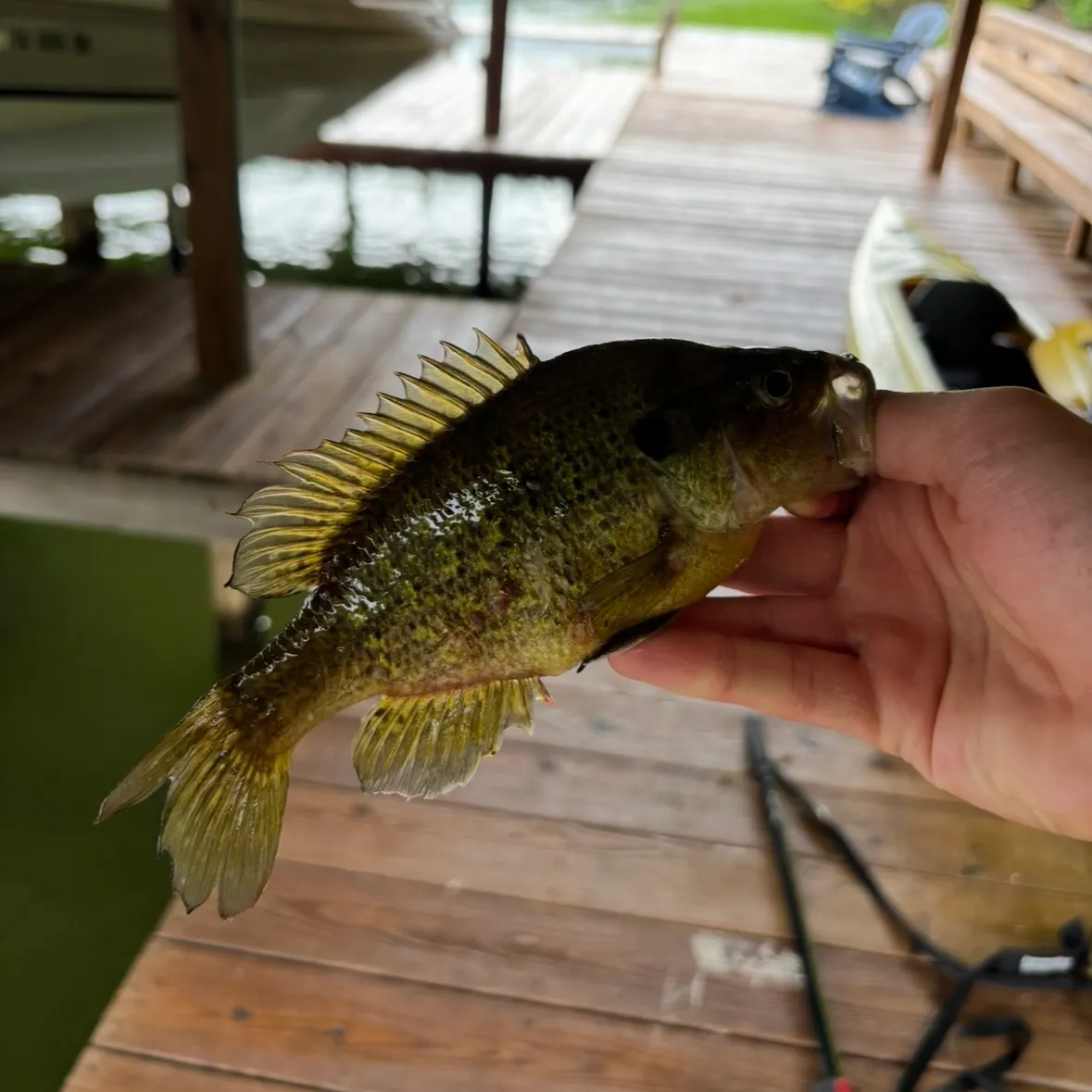 The most recent Warmouth catches on Fishbrain