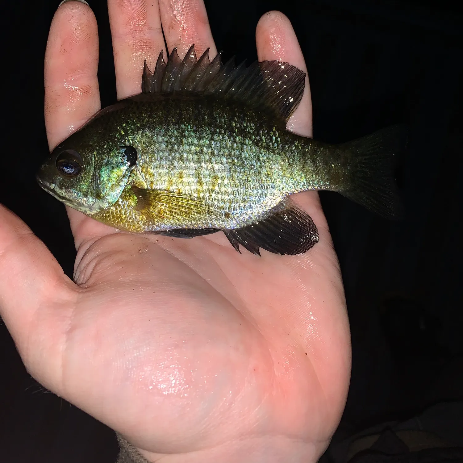 Bluegill caught on Fishbrain