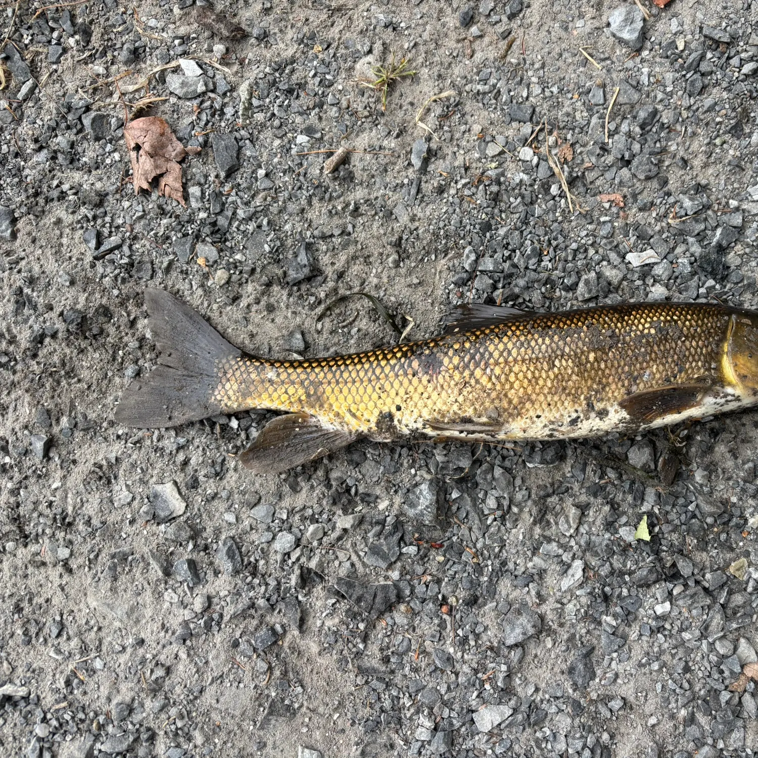 White sucker caught on Fishbrain