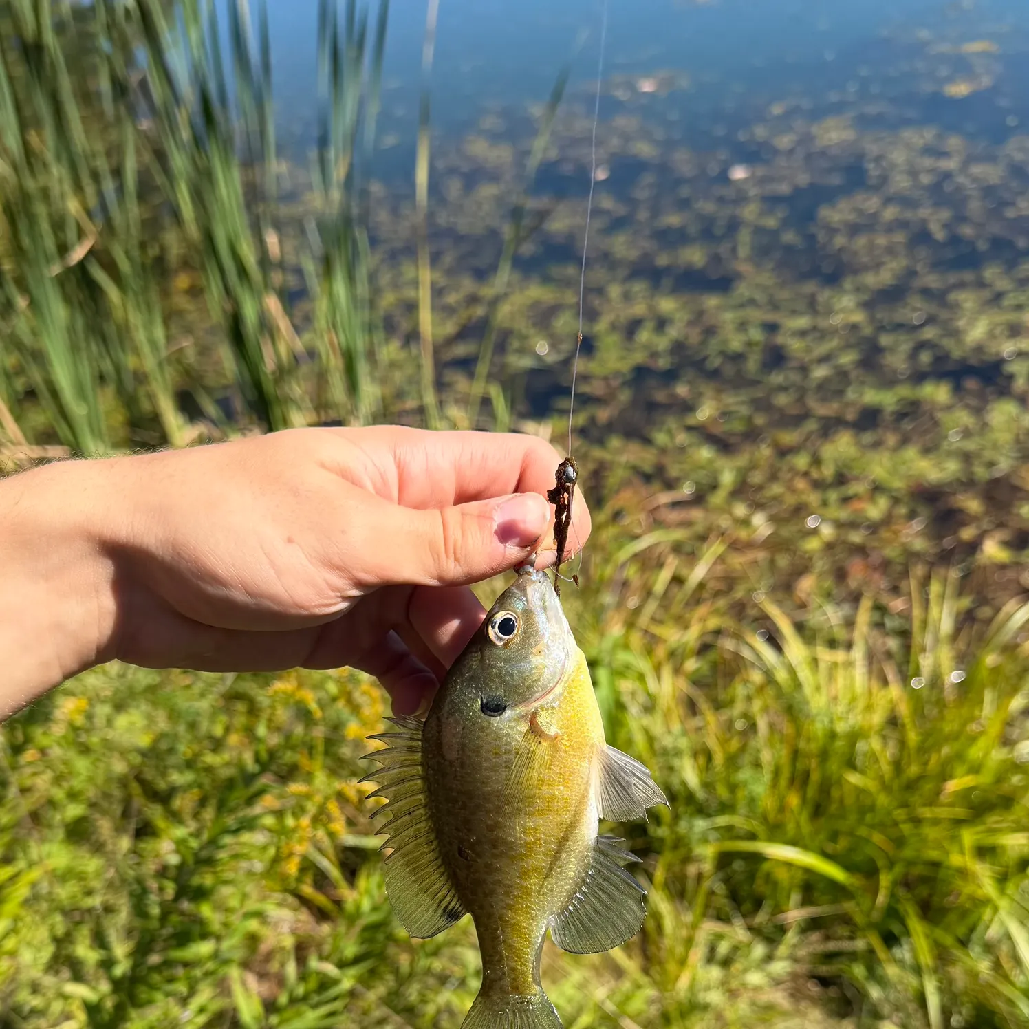 Bluegill caught on Fishbrain
