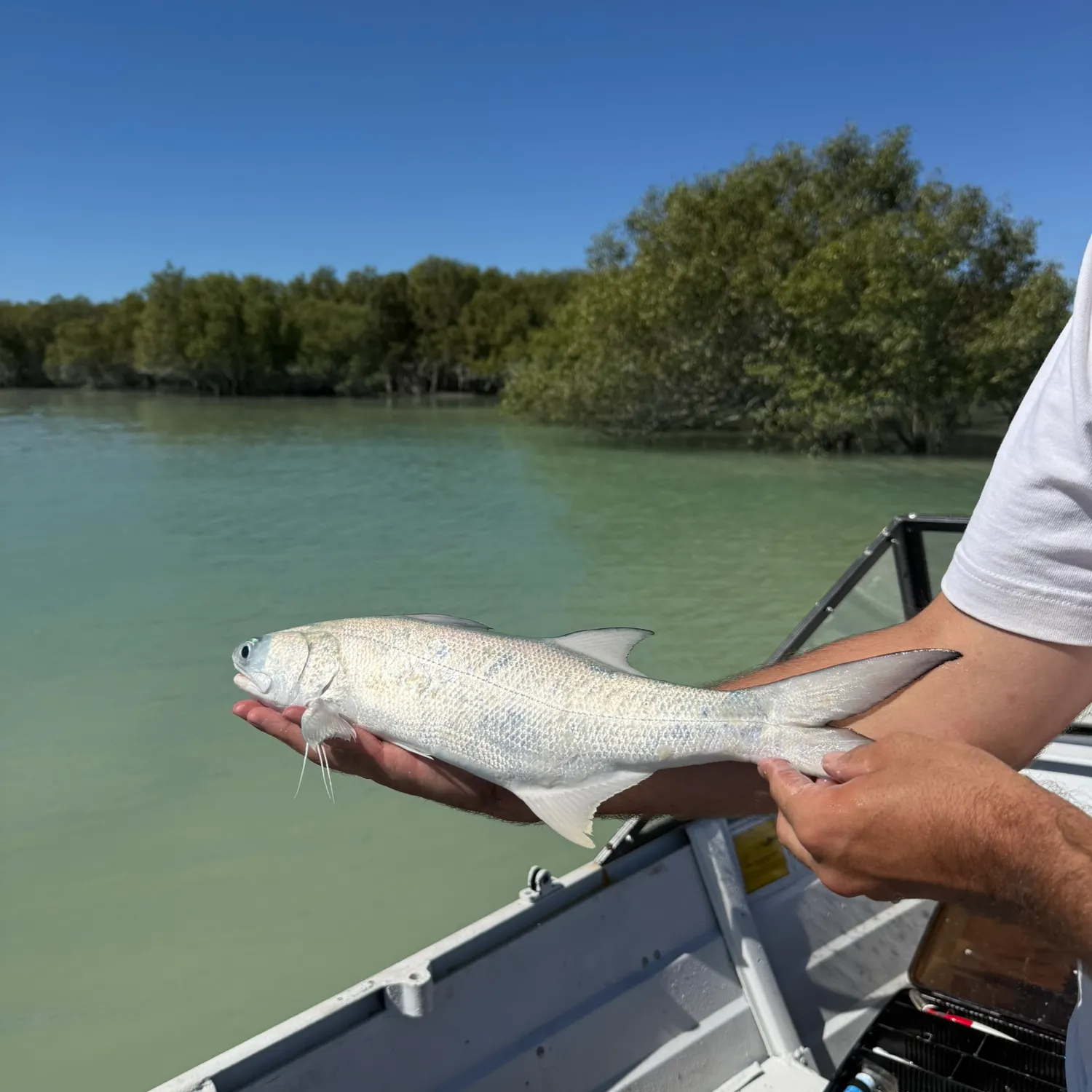 The most recent Fourfinger threadfin catches on Fishbrain