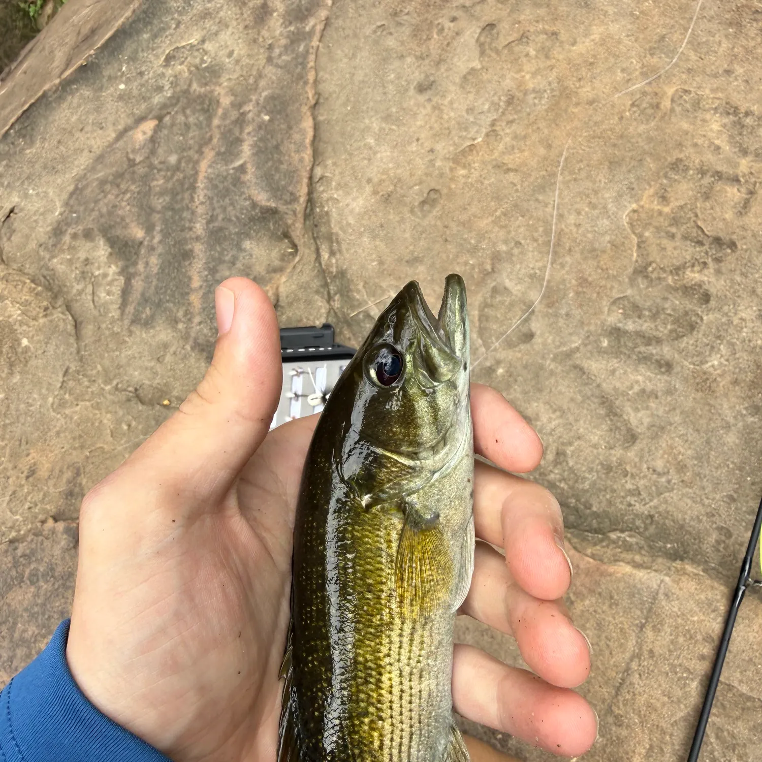 The most recent Warrior bass catches on Fishbrain