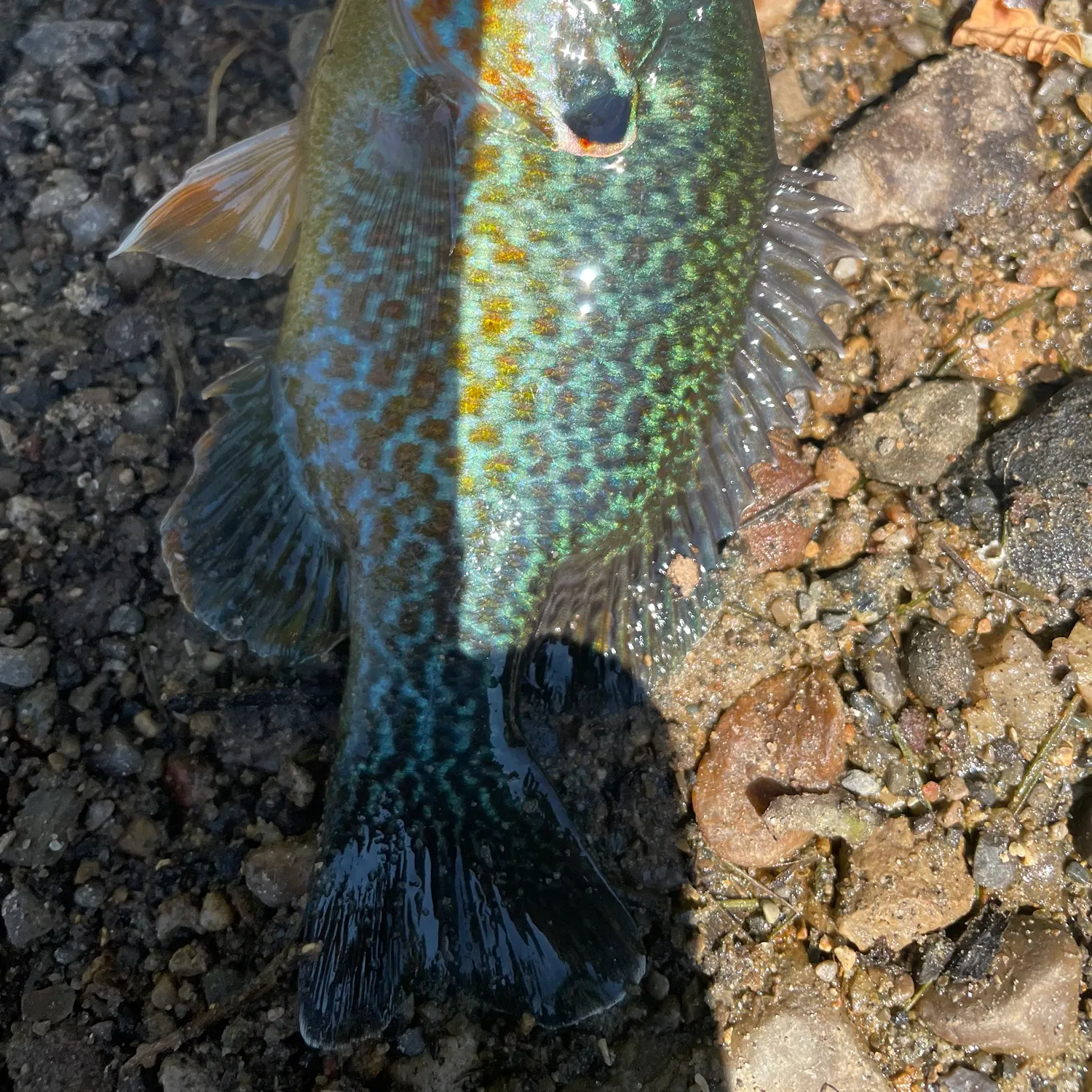 The most recent Pumpkinseed x green sunfish catches on Fishbrain