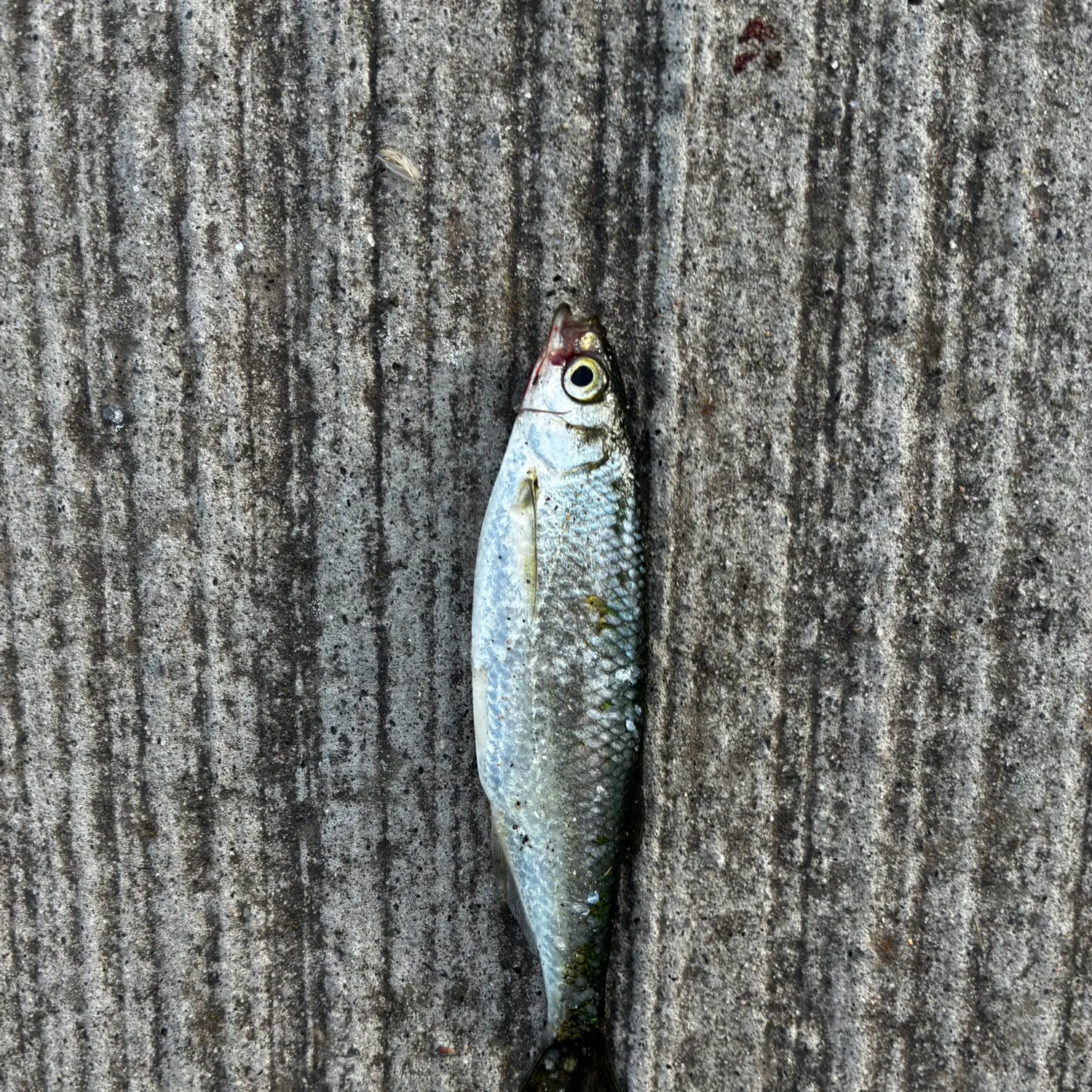 Atlantic herring caught on Fishbrain