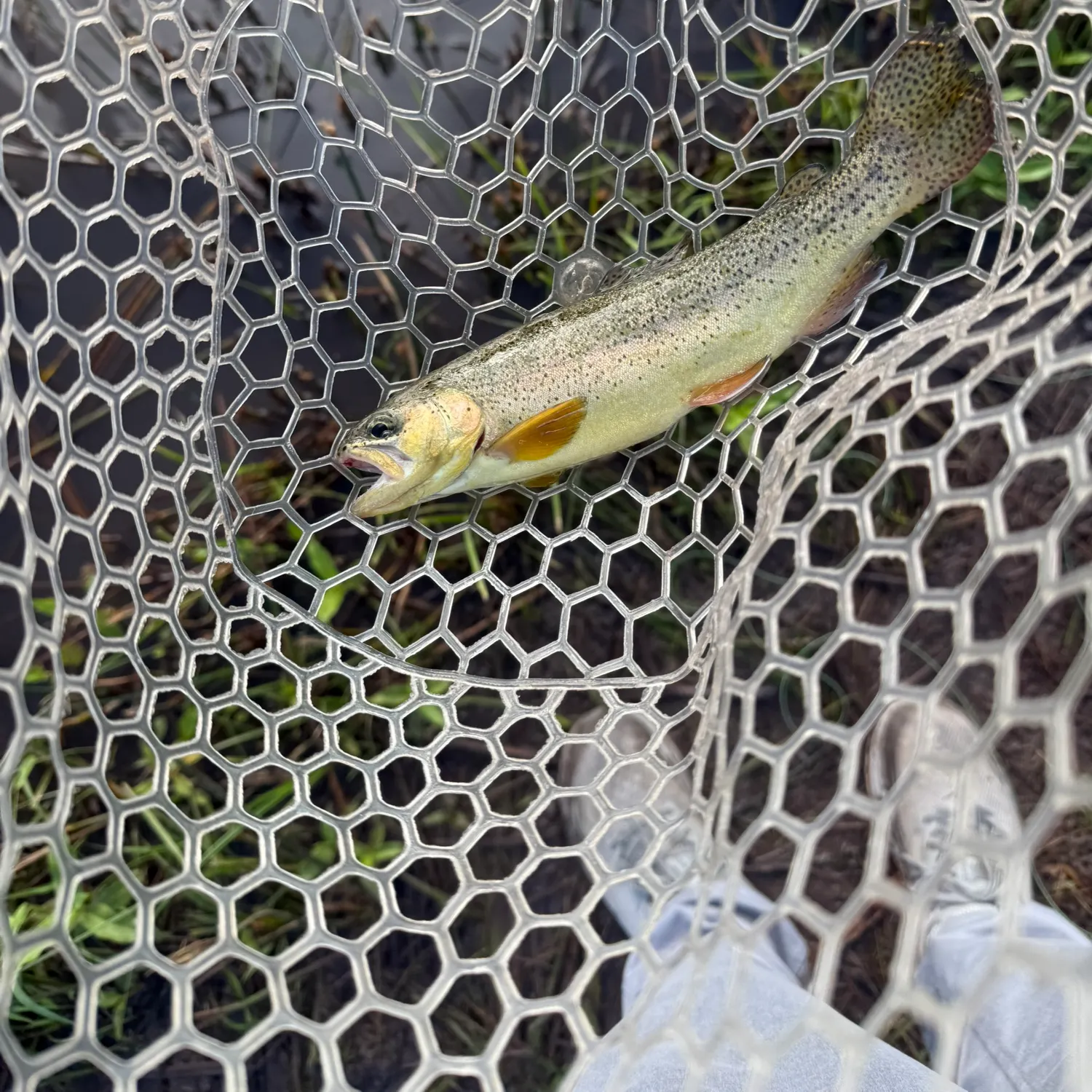 Apache trout caught on Fishbrain