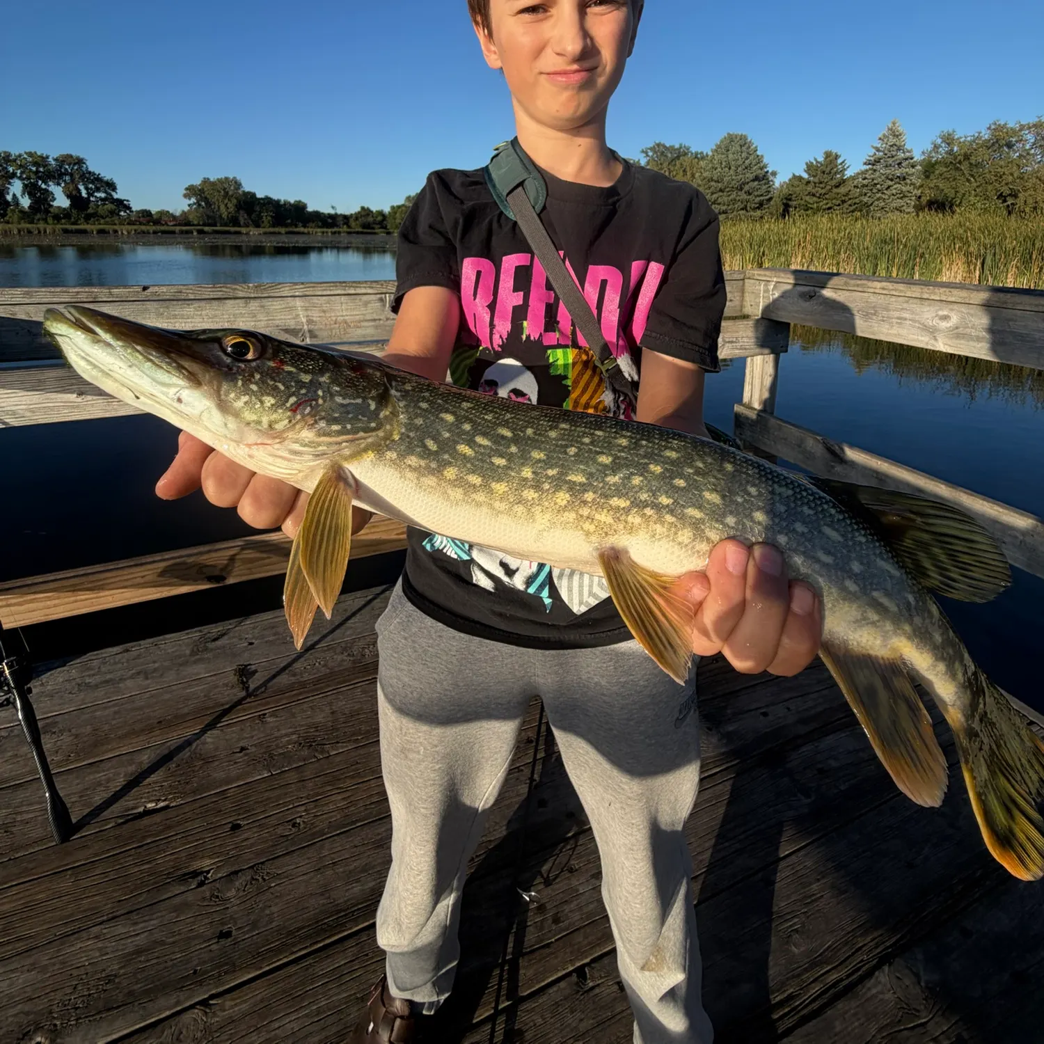 Northern pike caught on Fishbrain